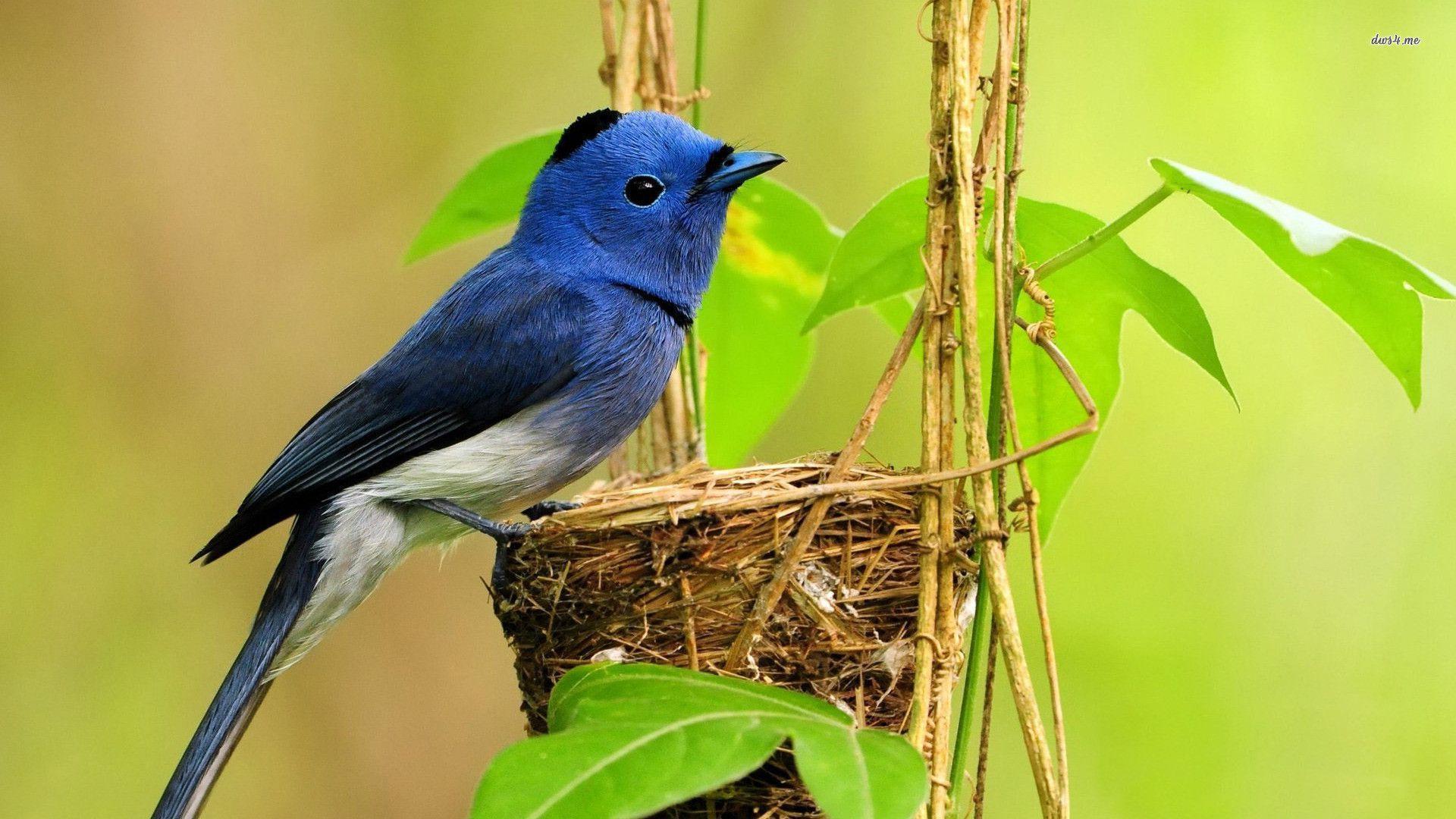 Beautiful Bluebird Birds Desktop Wallpapers Wallpapers