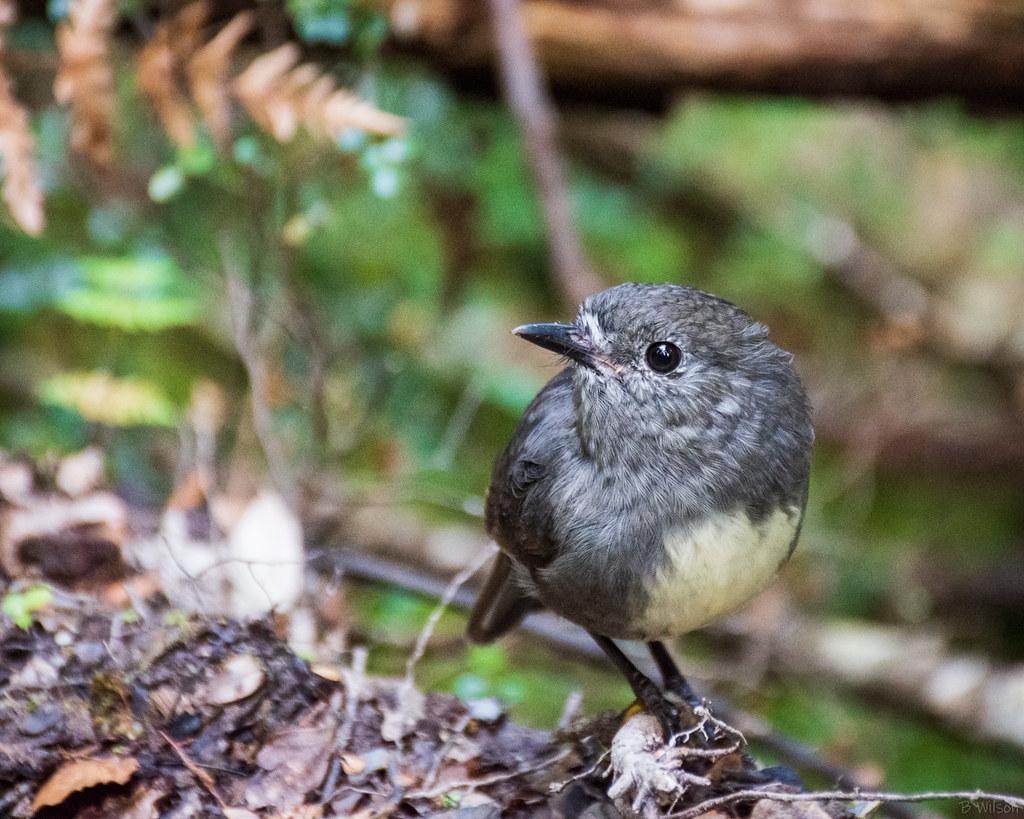 The World’s newest photos of bush and robin