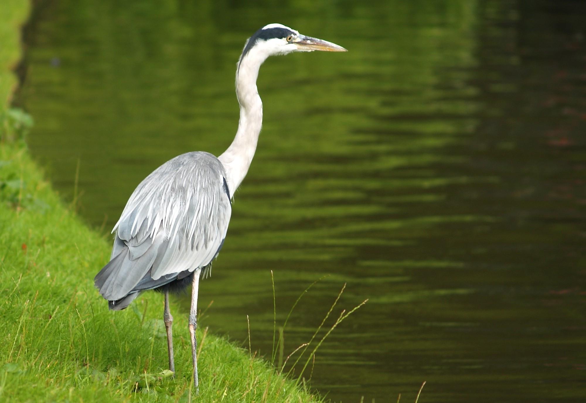 2946088 herons birds animals wallpapers and backgrounds