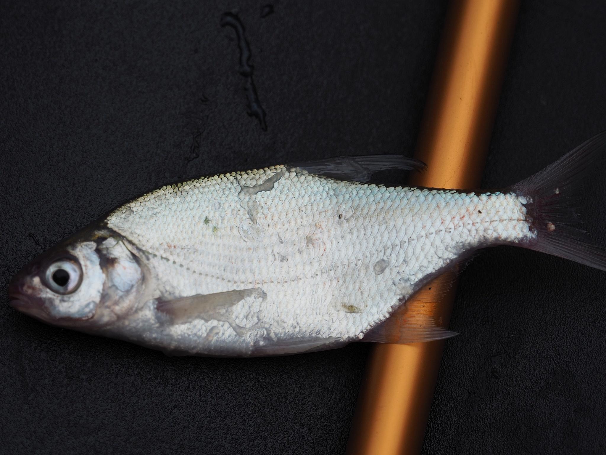 Common Bream