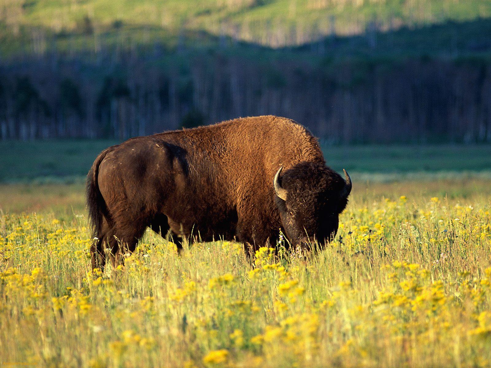 Pix For > Bison Herd Wallpapers