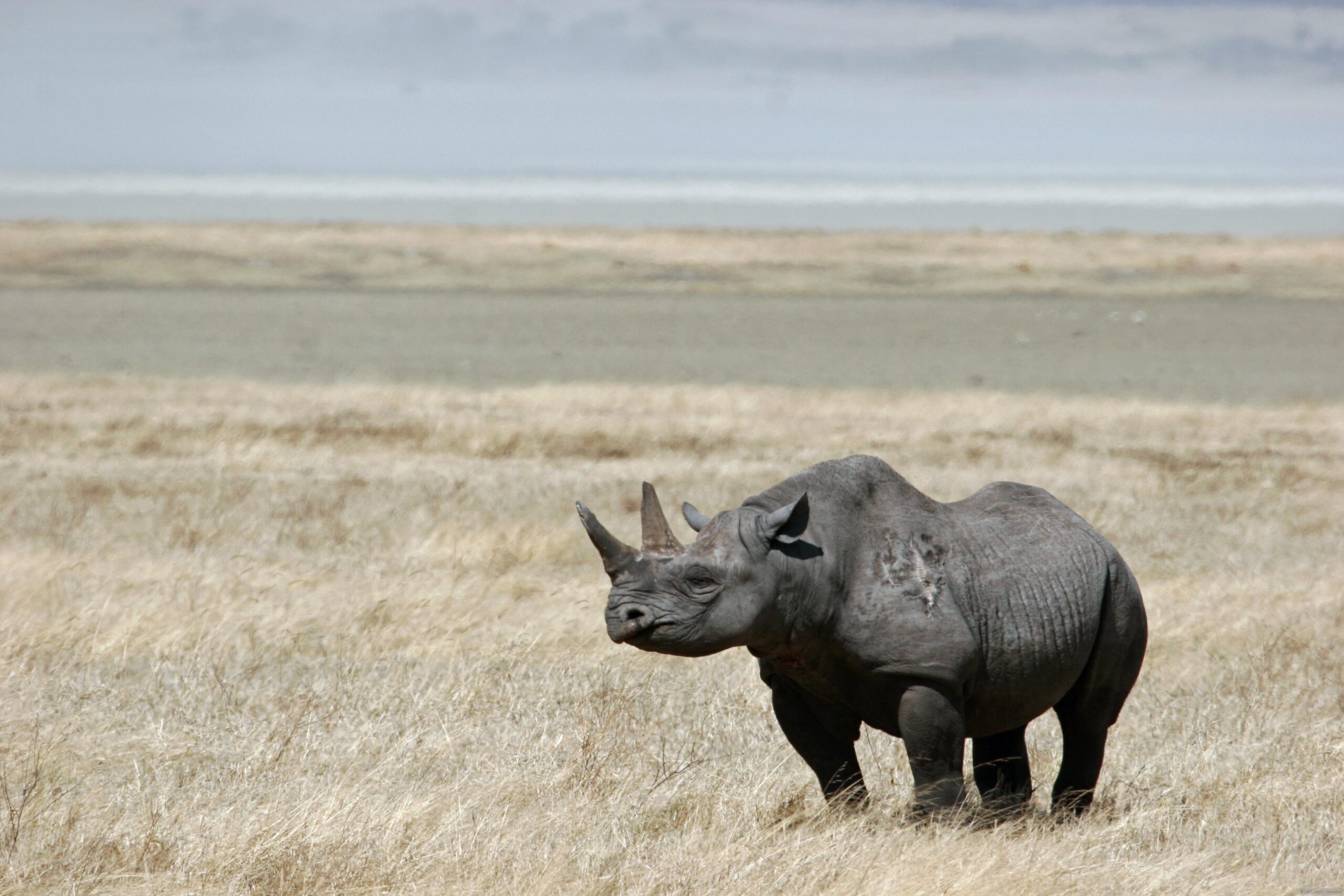 animals rhinoceros black rhinoceros wallpapers High