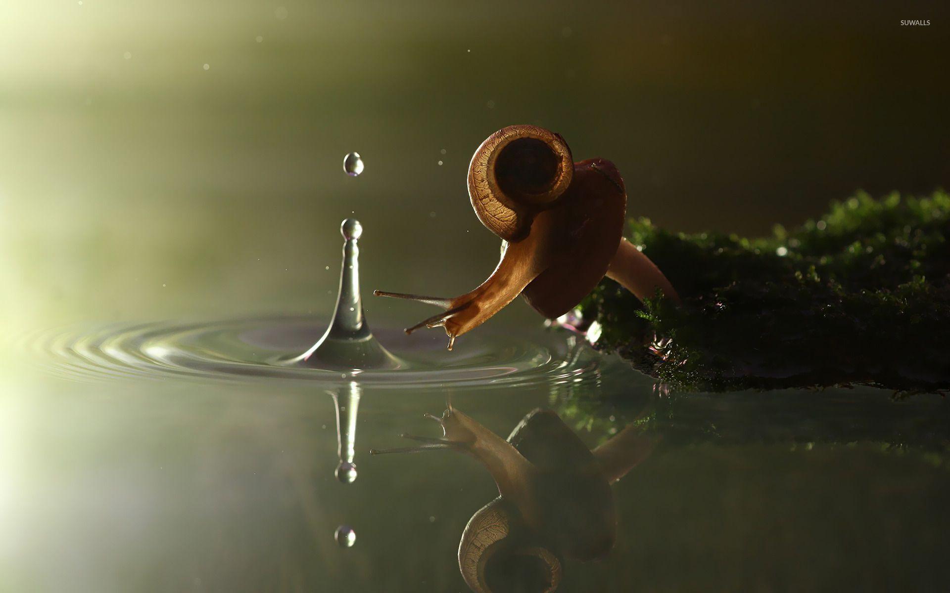 Snail [3] wallpapers