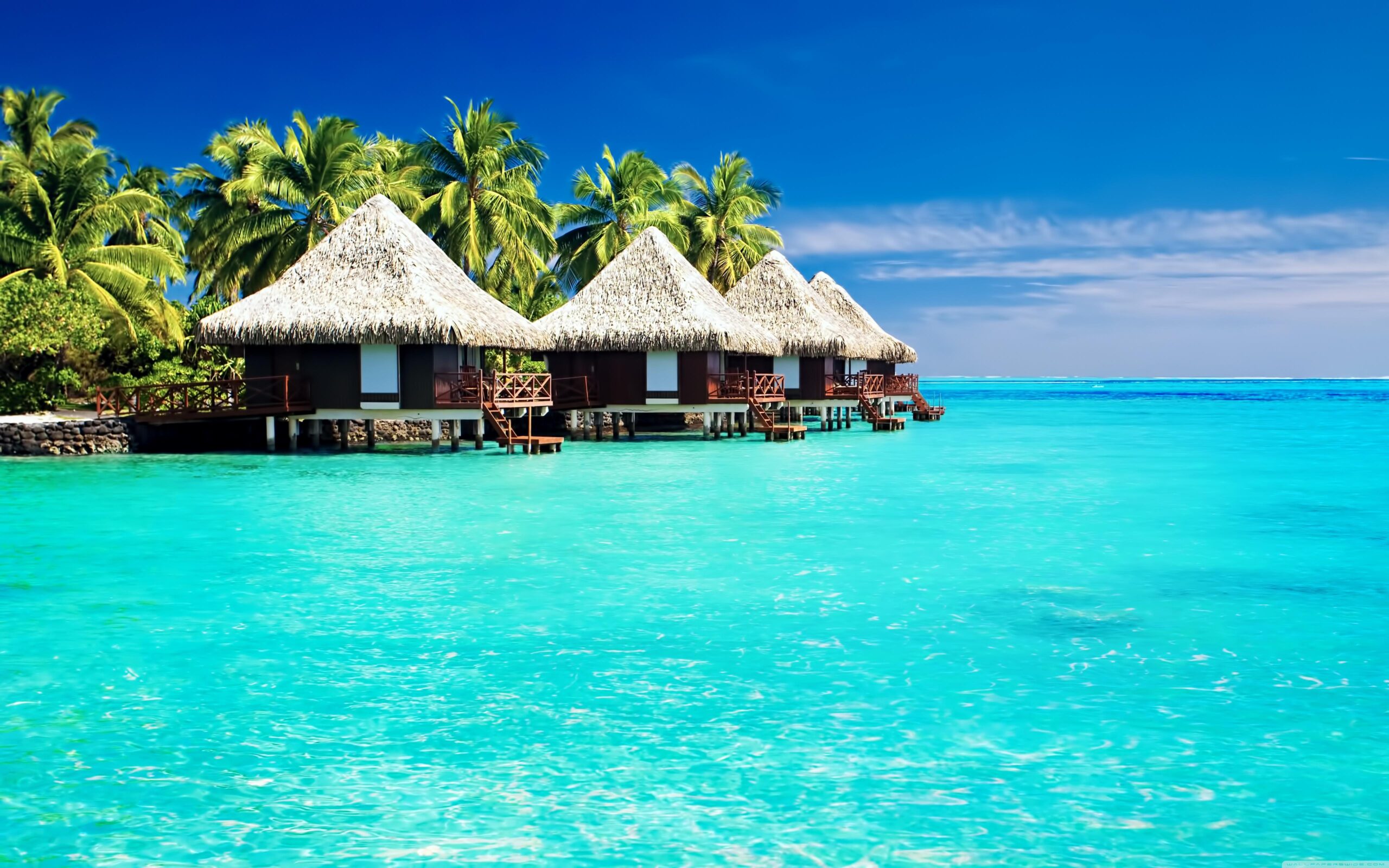 Tropical Wallpapers and Backgrounds Image