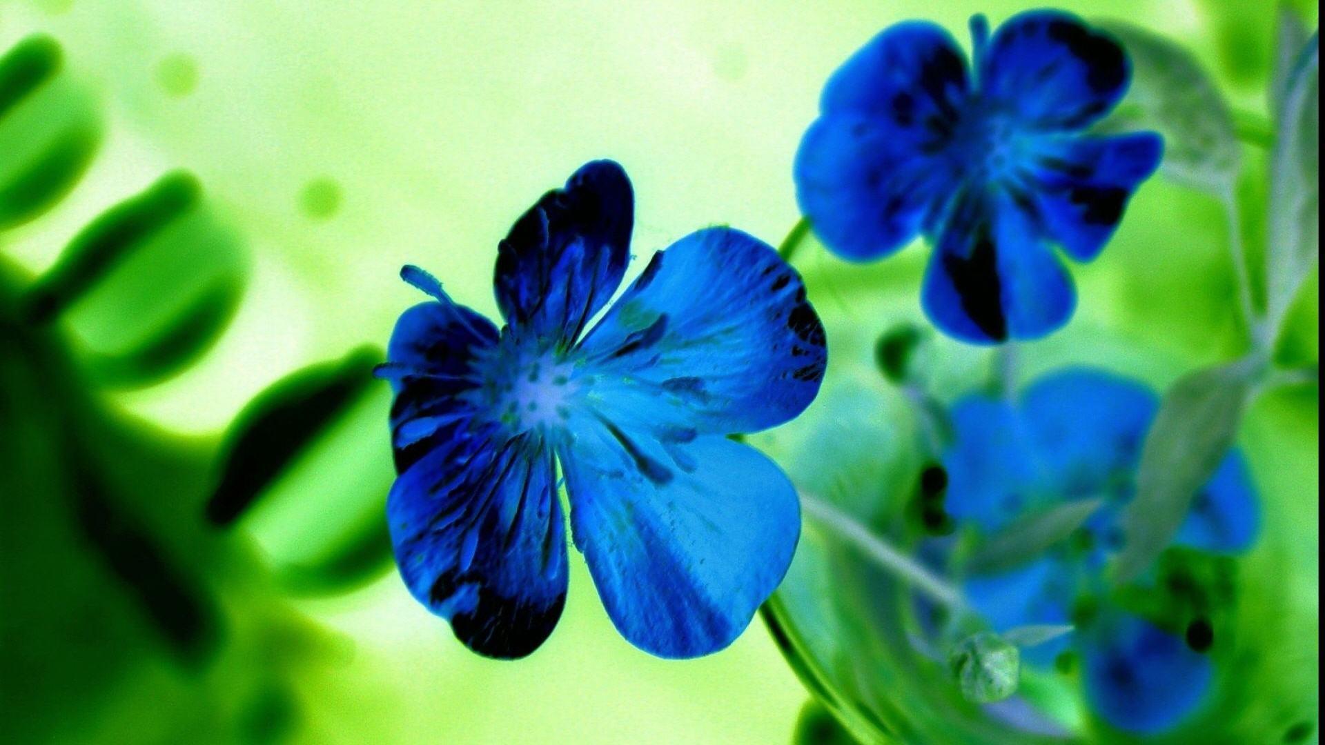 Flowers Blue HD Wallpapers