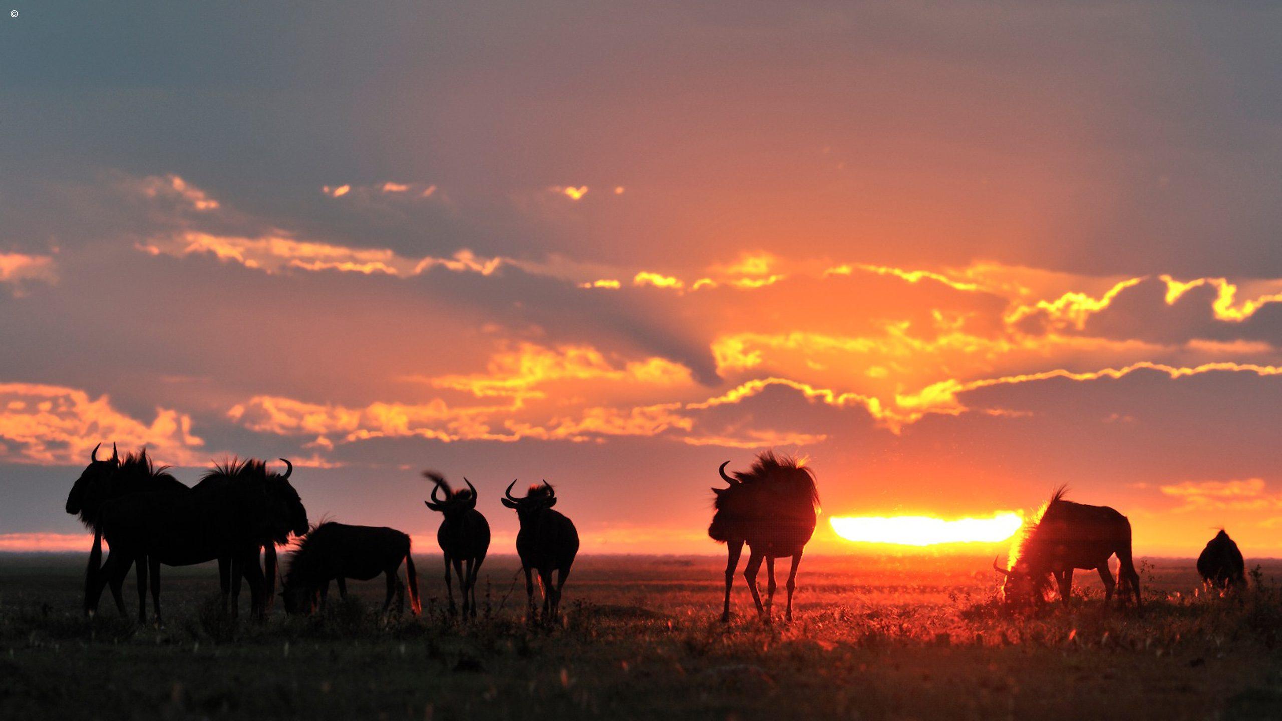 A Unique Zambian Safari to Liuwa Plain National Park