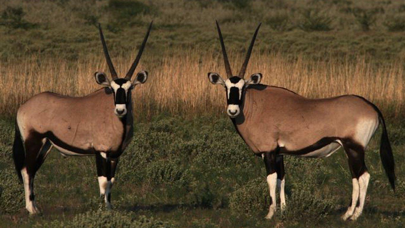 Nxai Pan in Nxai Pan National Park, Botswana