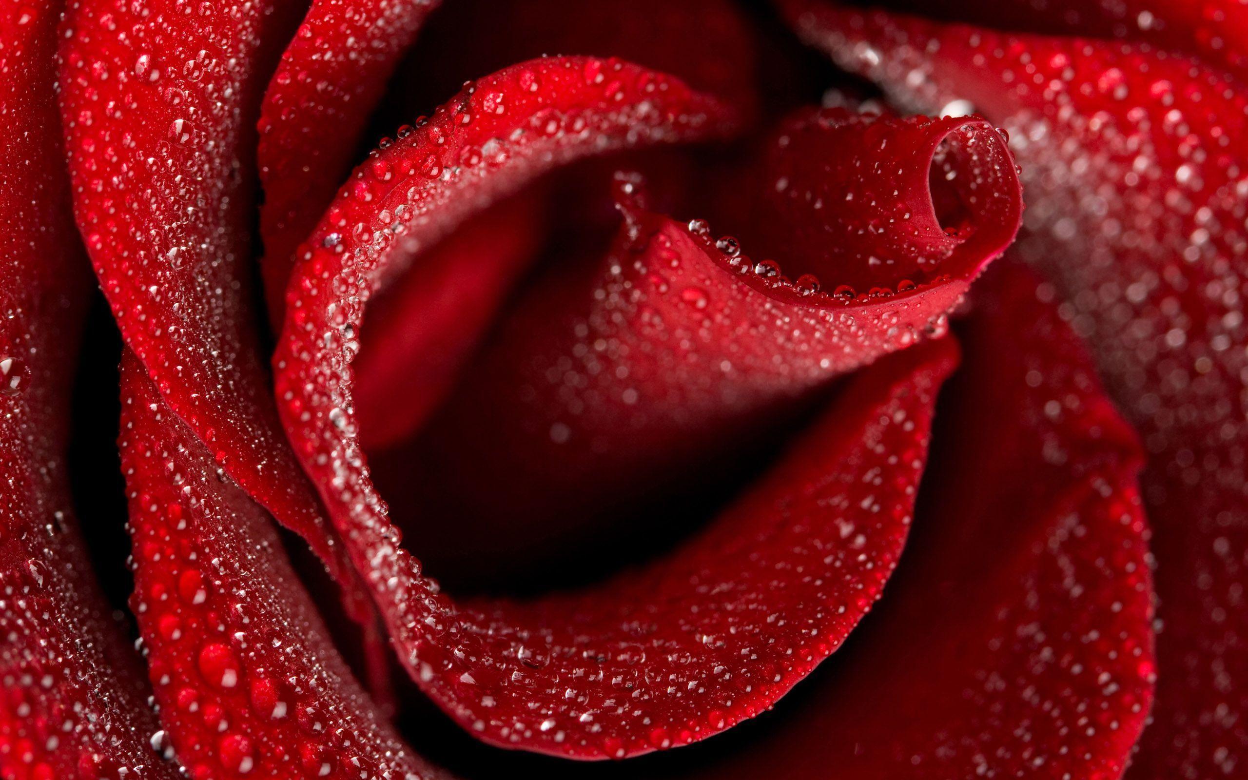 Roses Wallpapers and Backgrounds