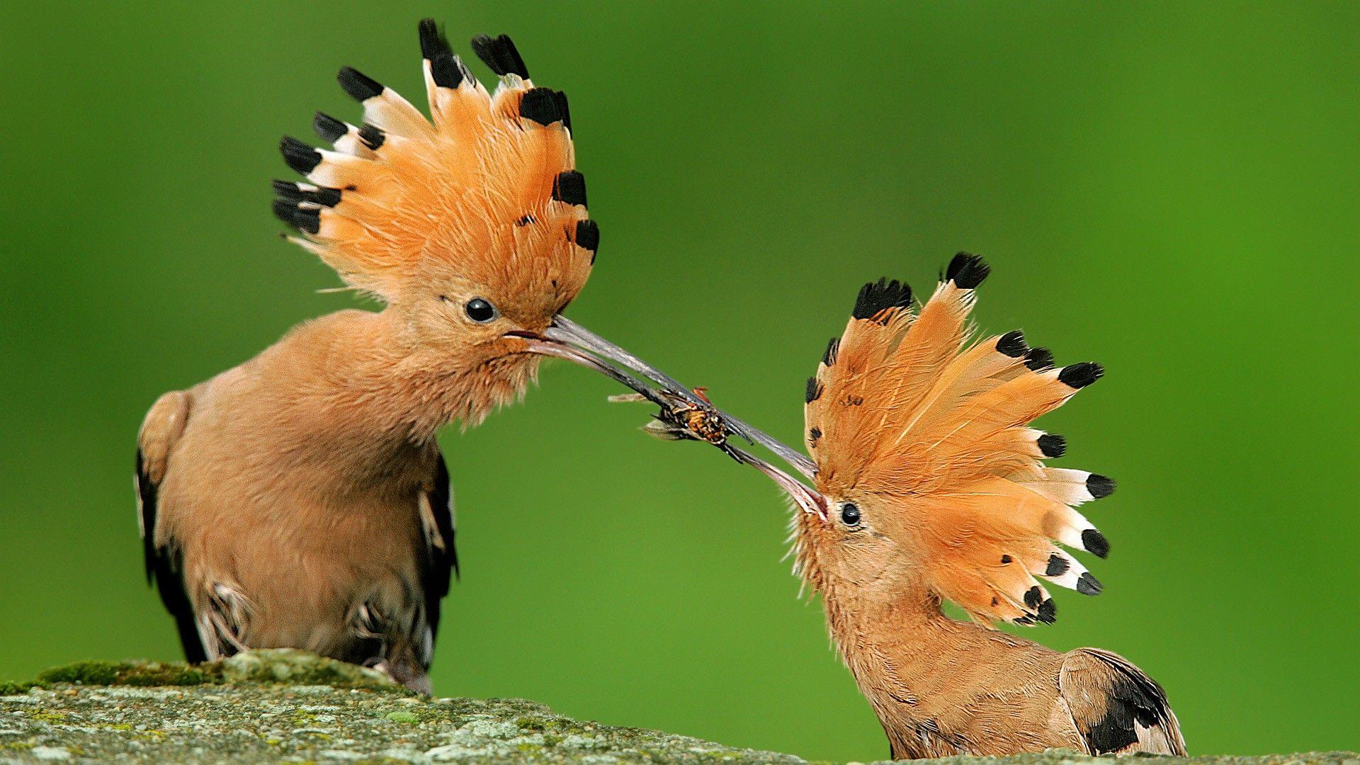 Download Birds Poland Hoopoe Wallpapers