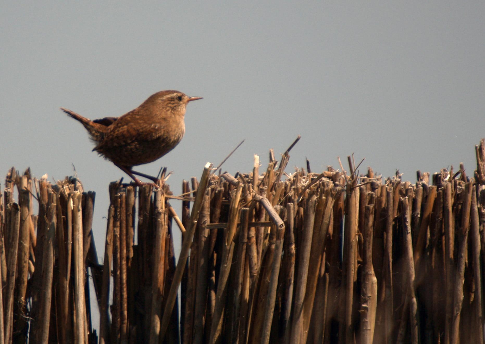 Brown bird perched on brown sticks, wren HD wallpapers