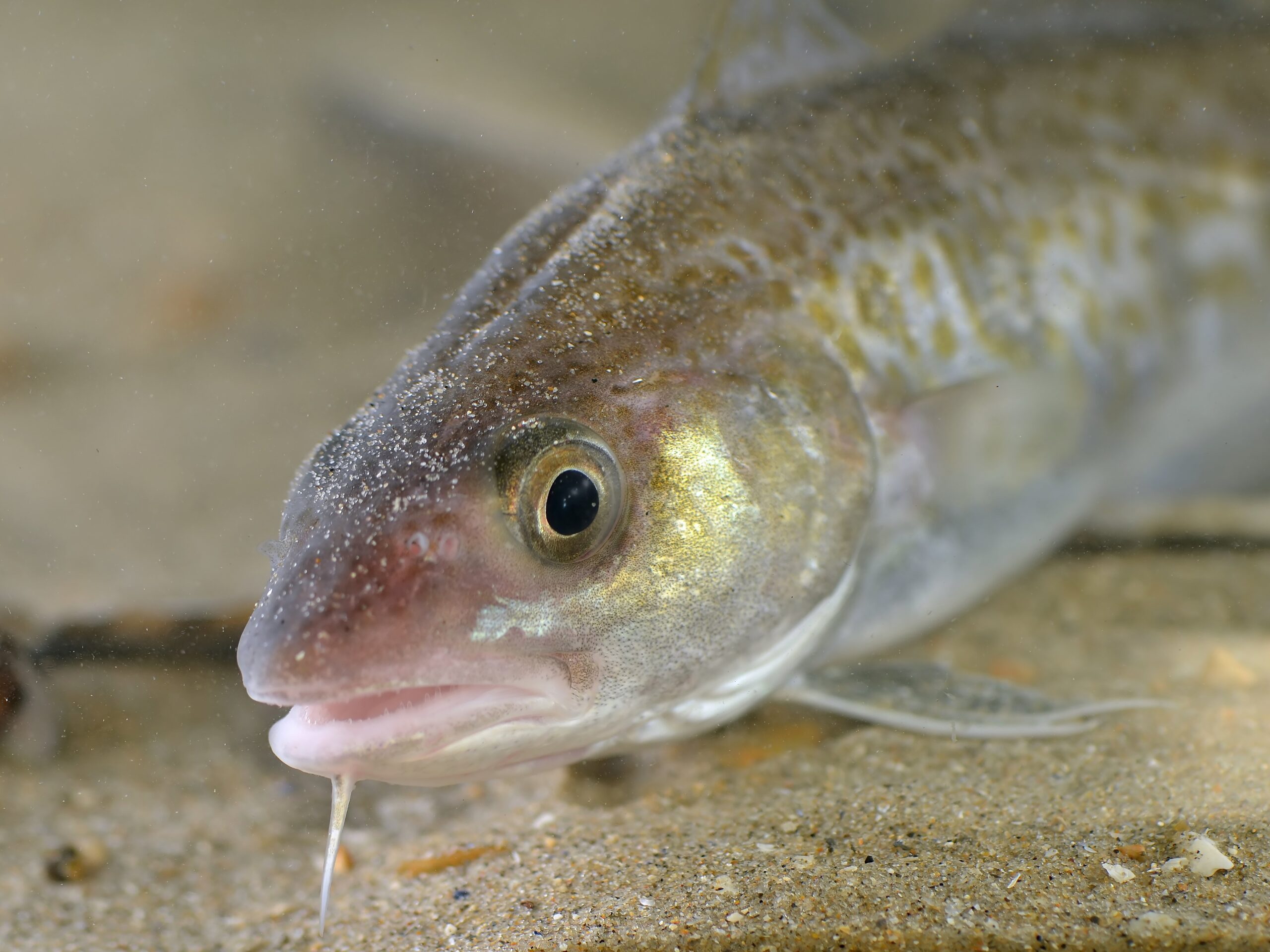 Beasts Of Iceland: The Atlantic Cod