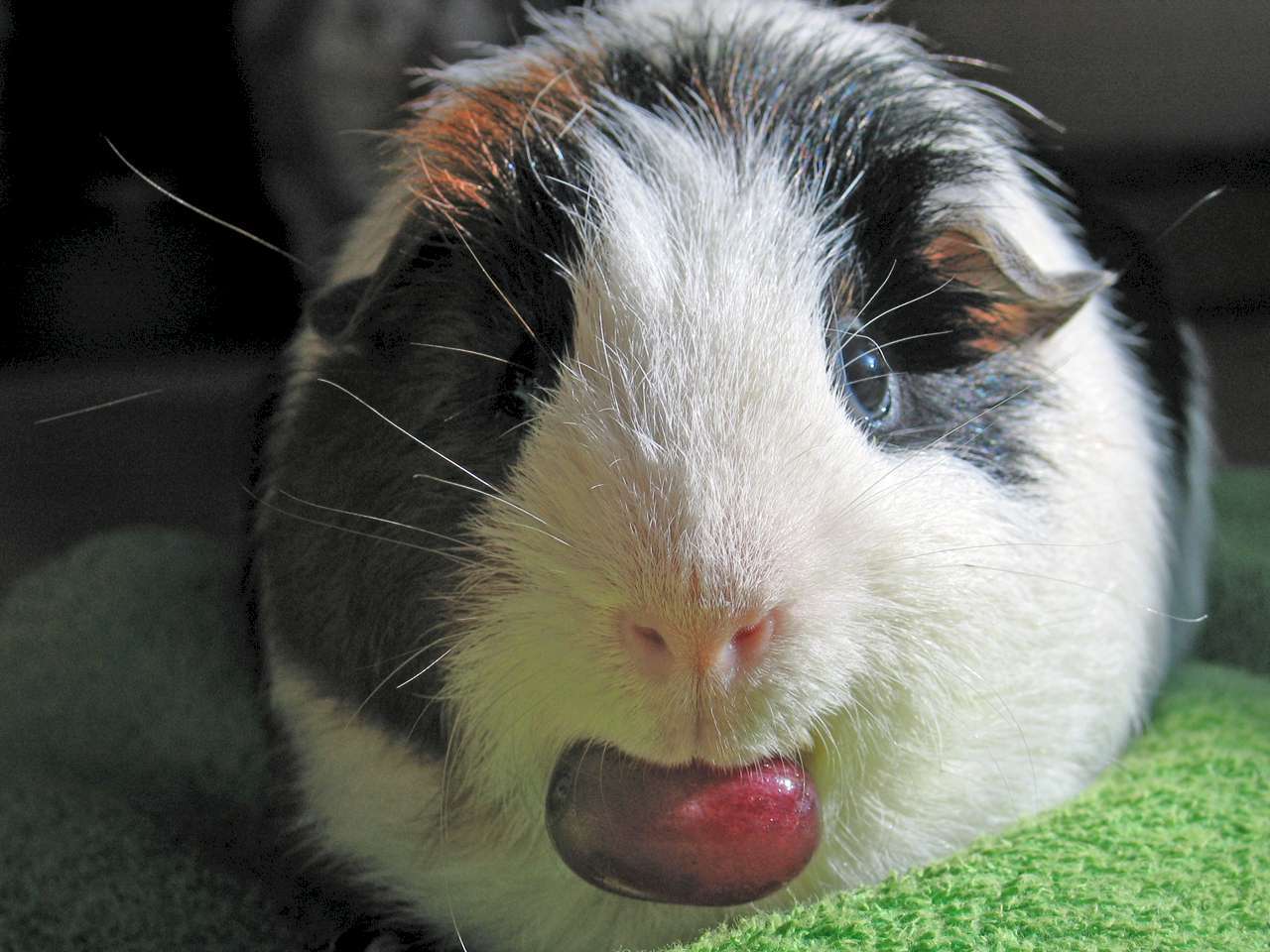 guinea pigs wallpapers hd