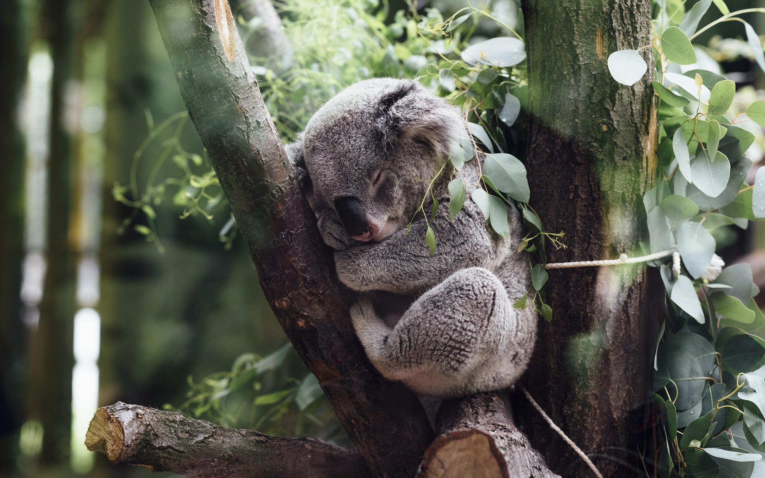 Gray koala, animals, koalas HD wallpapers