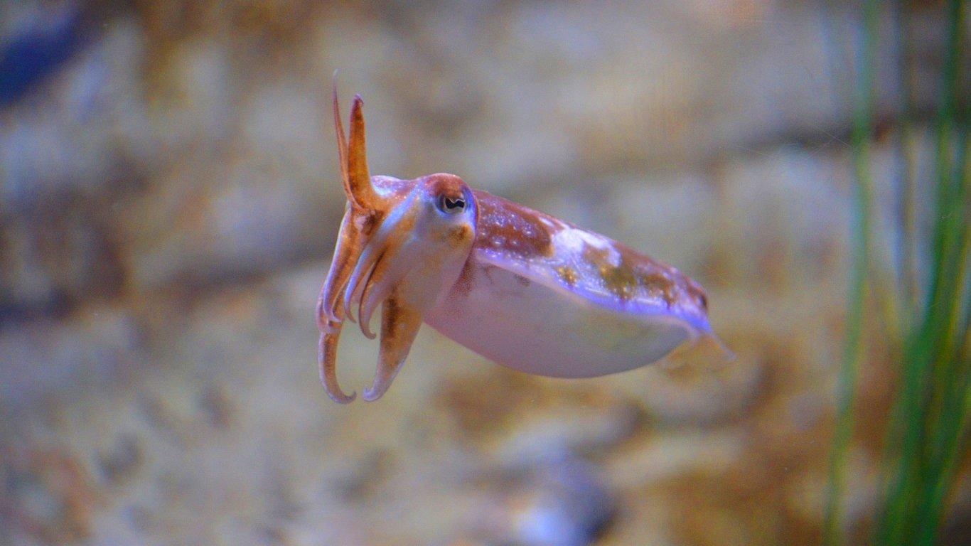 9 Cuttlefish HD Wallpapers