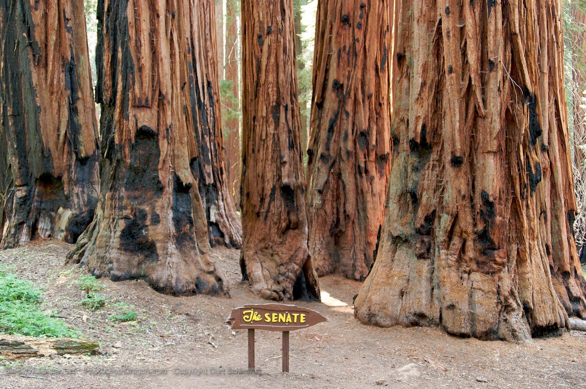 41+ Sequoia National Park Wallpapers, Top Ranked Sequoia National