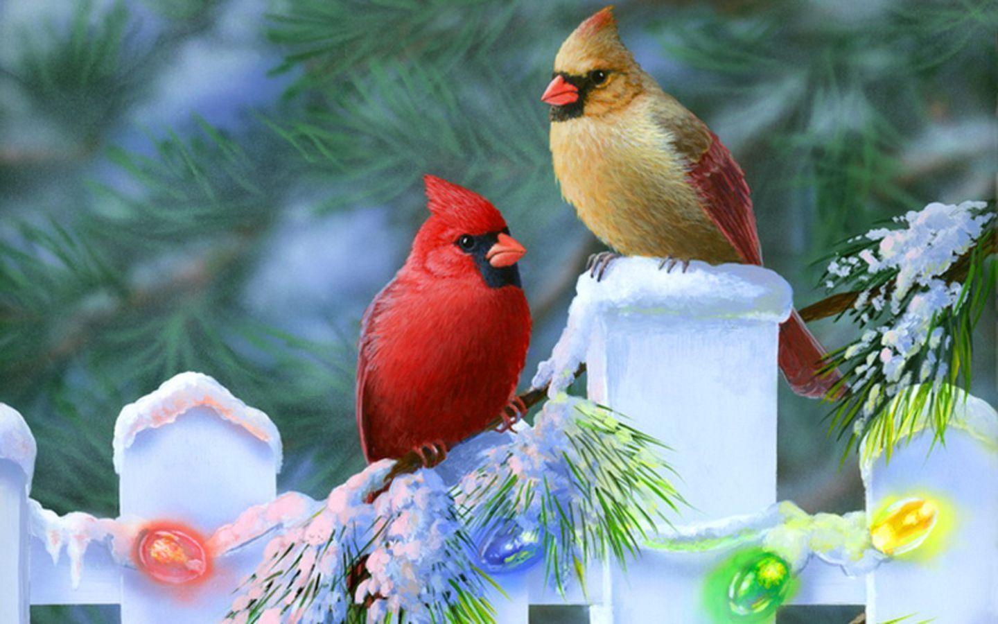 Cardinal Bird Wallpapers