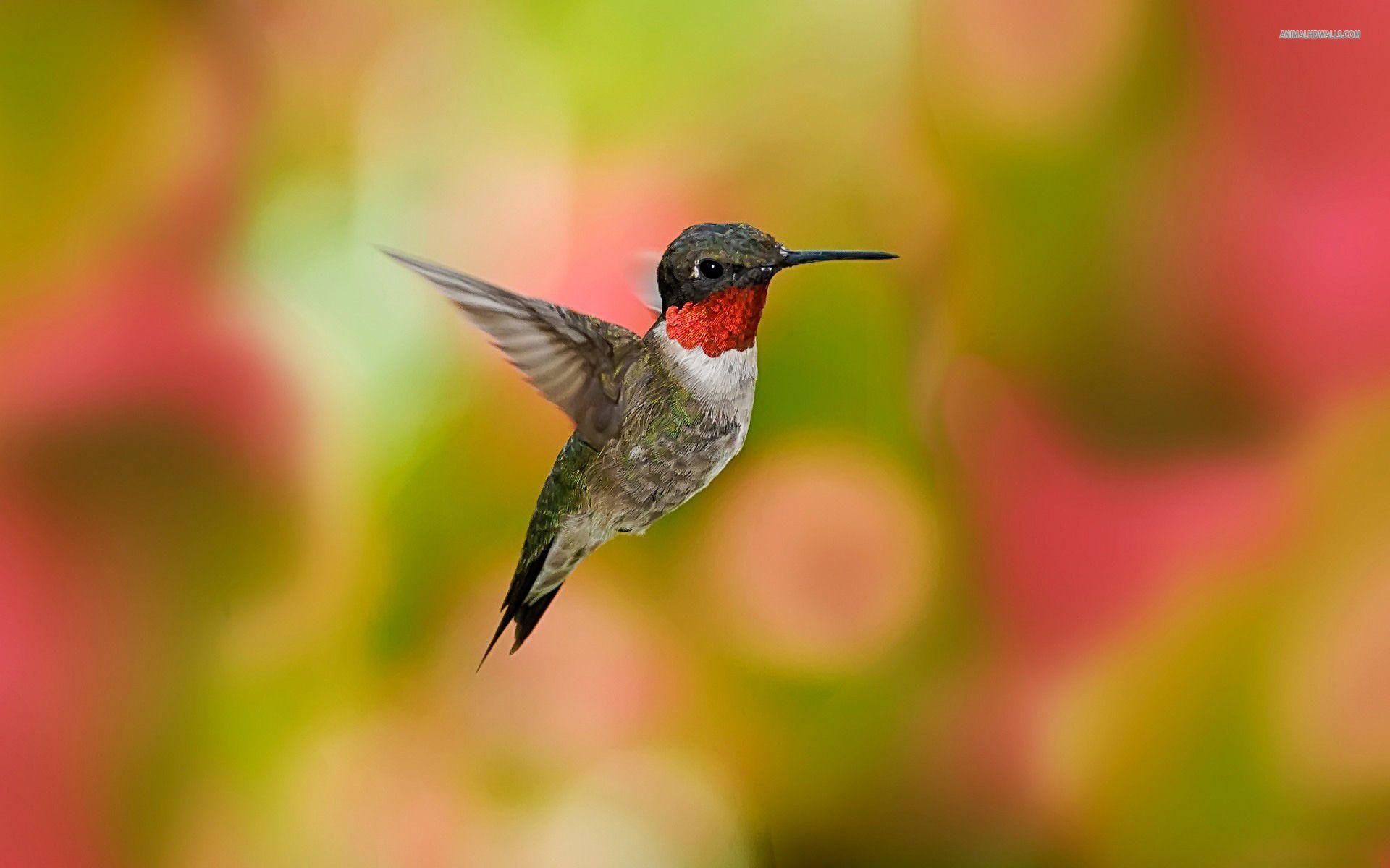 Hummingbird wallpapers #