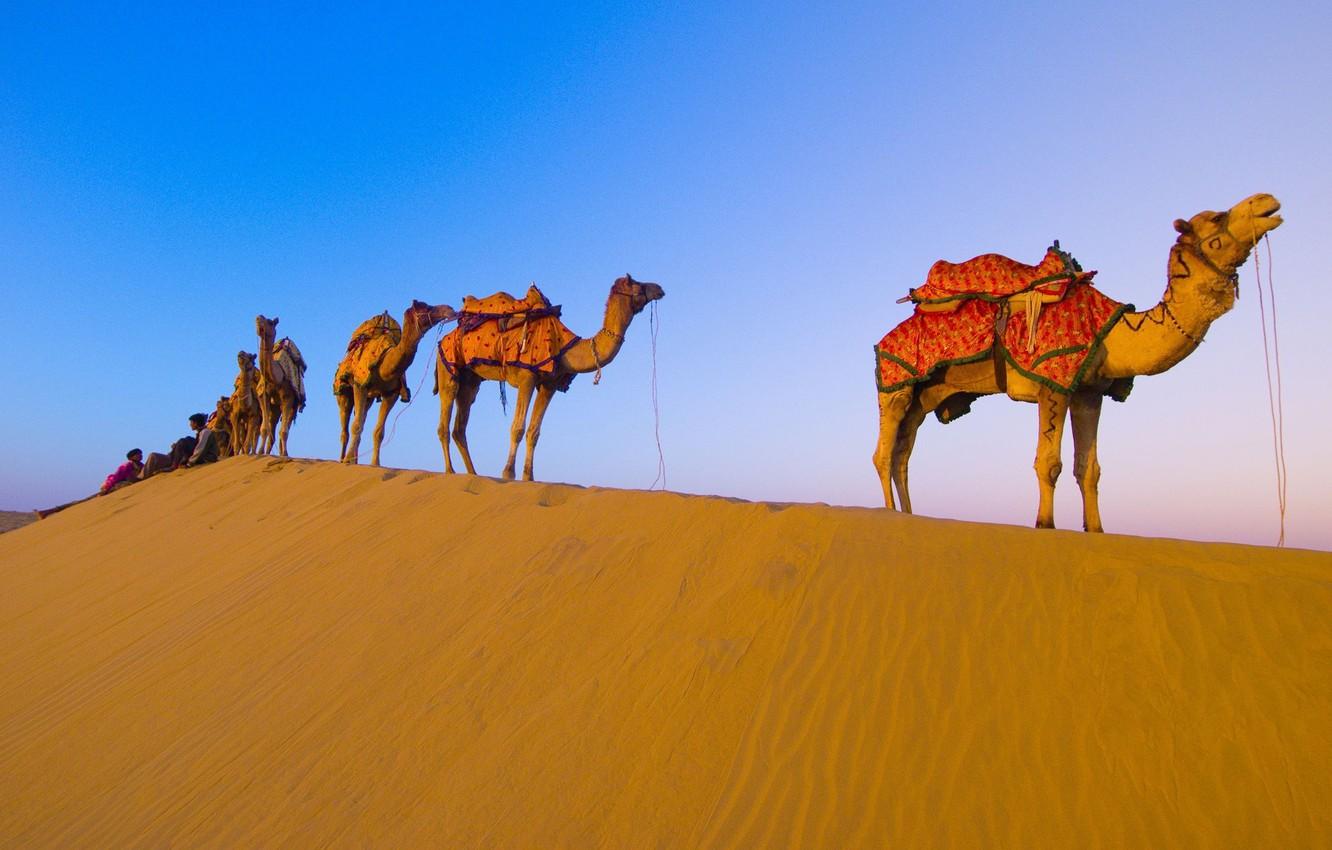 Wallpapers desert, camels, caravan image for desktop