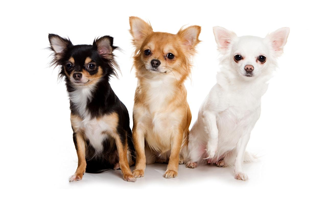 Wallpapers Chihuahua Dogs Three 3 Animals White backgrounds