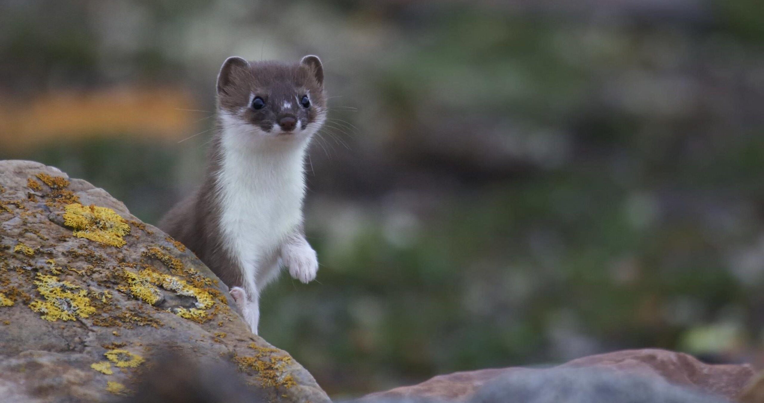 weasel 4k ultra hd wallpapers