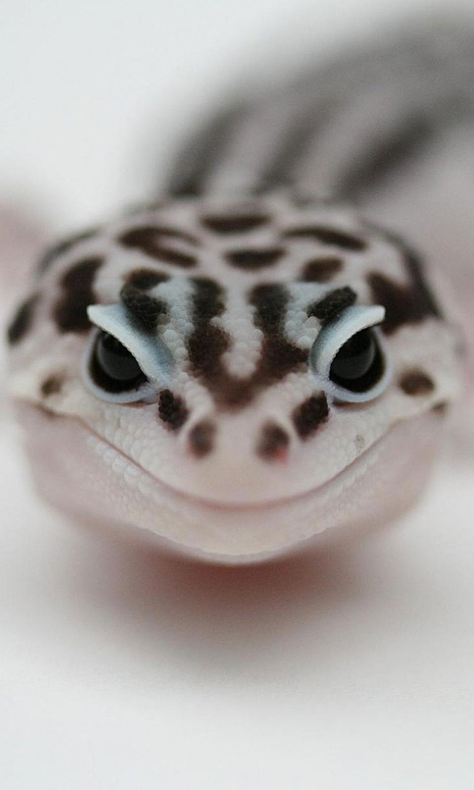 Leopard Gecko Wallpapers, By May Barnett