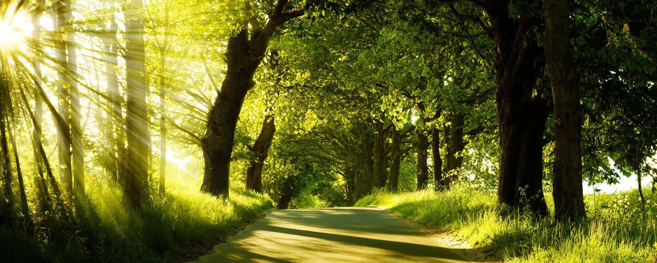 Nature trees forests paths woods sunlight wallpapers