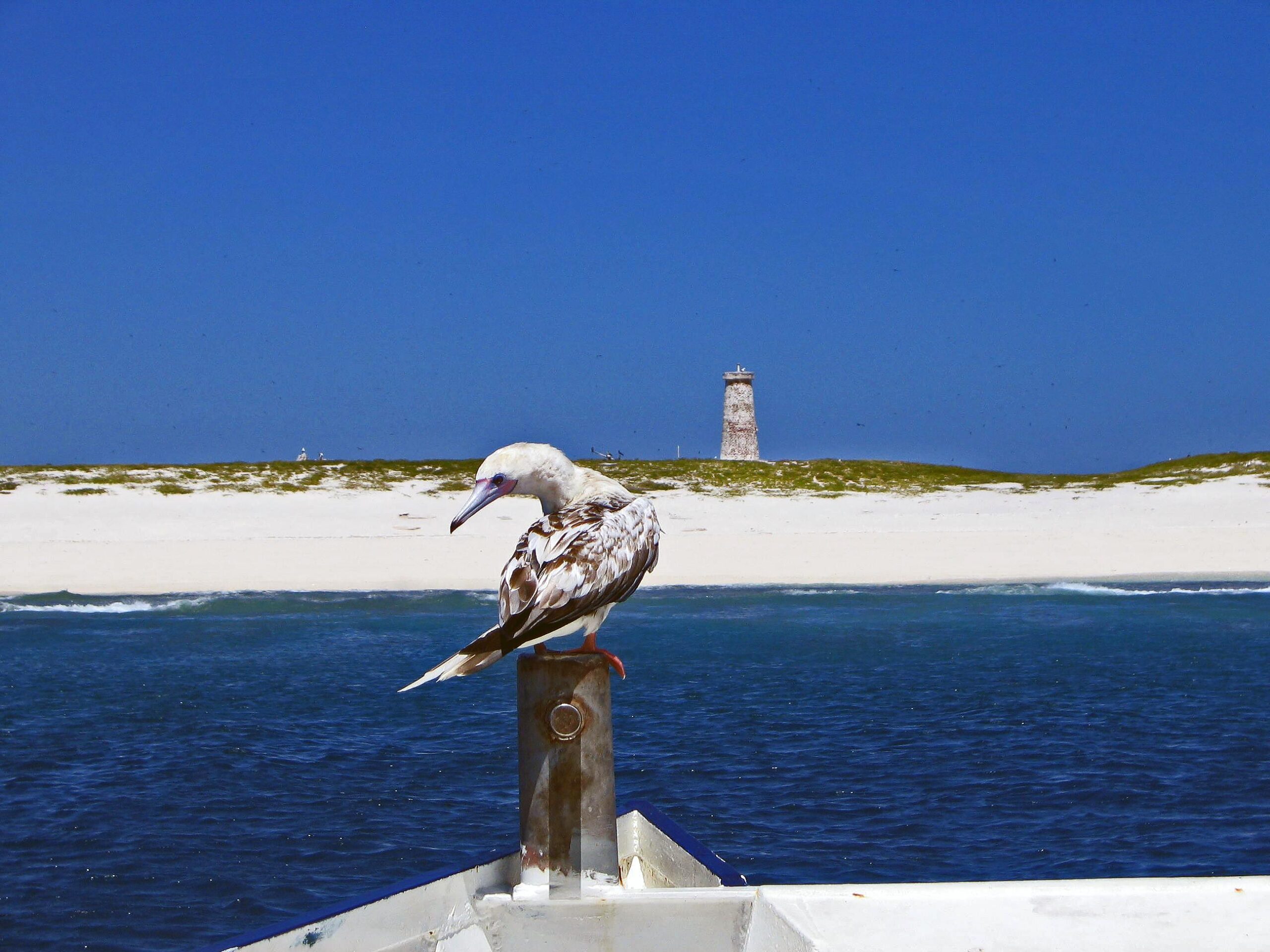 Because Bird Poop: How the U.S. Acquired Its Territories That Aren’t