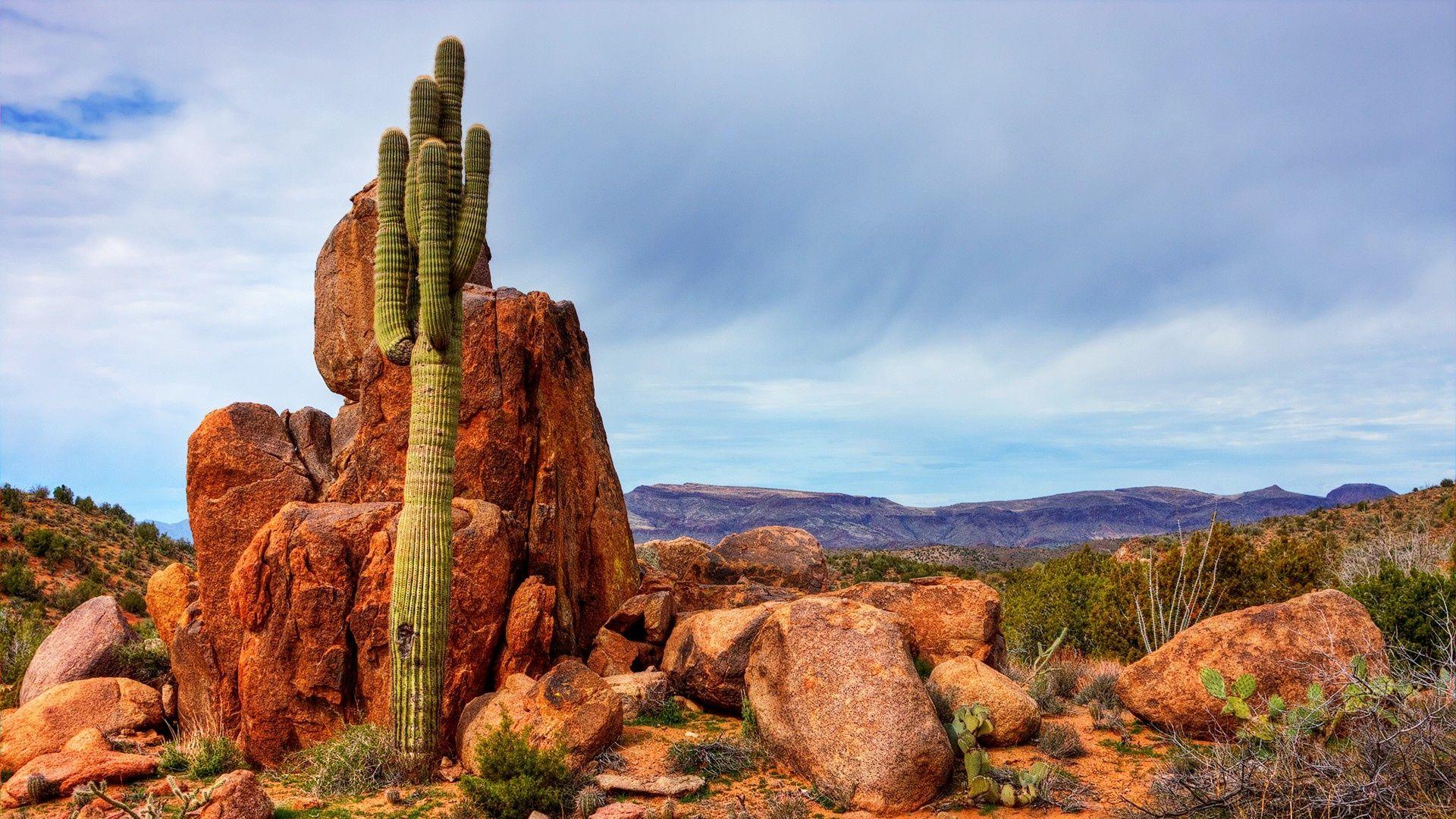 Amazing Saguaro Wallpapers 41781 ~ HDWallSource