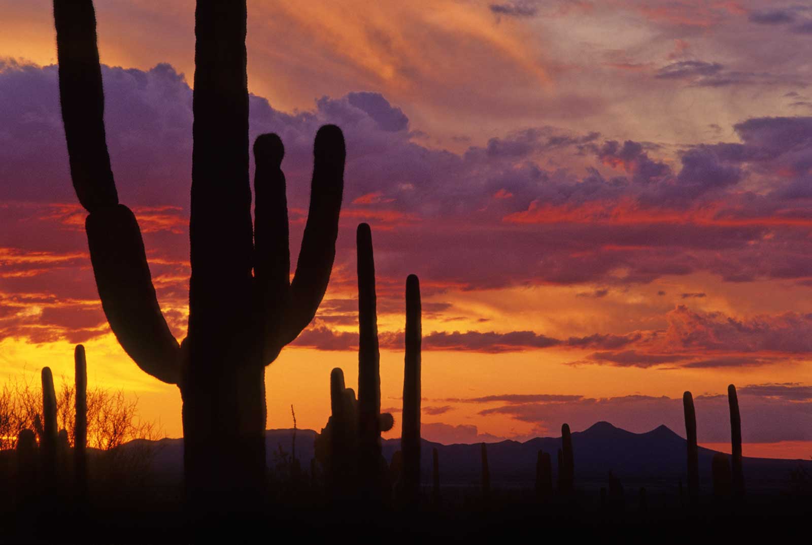 Saguaro National Park