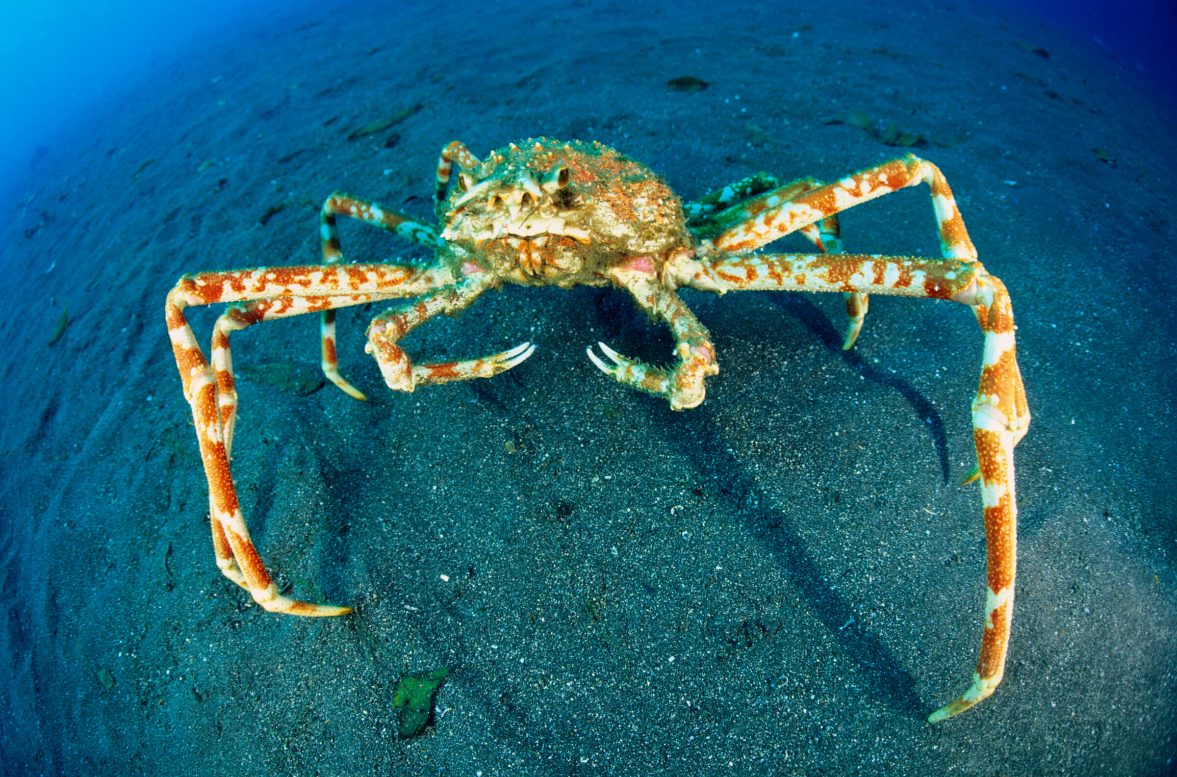 Japanese Spider Crab