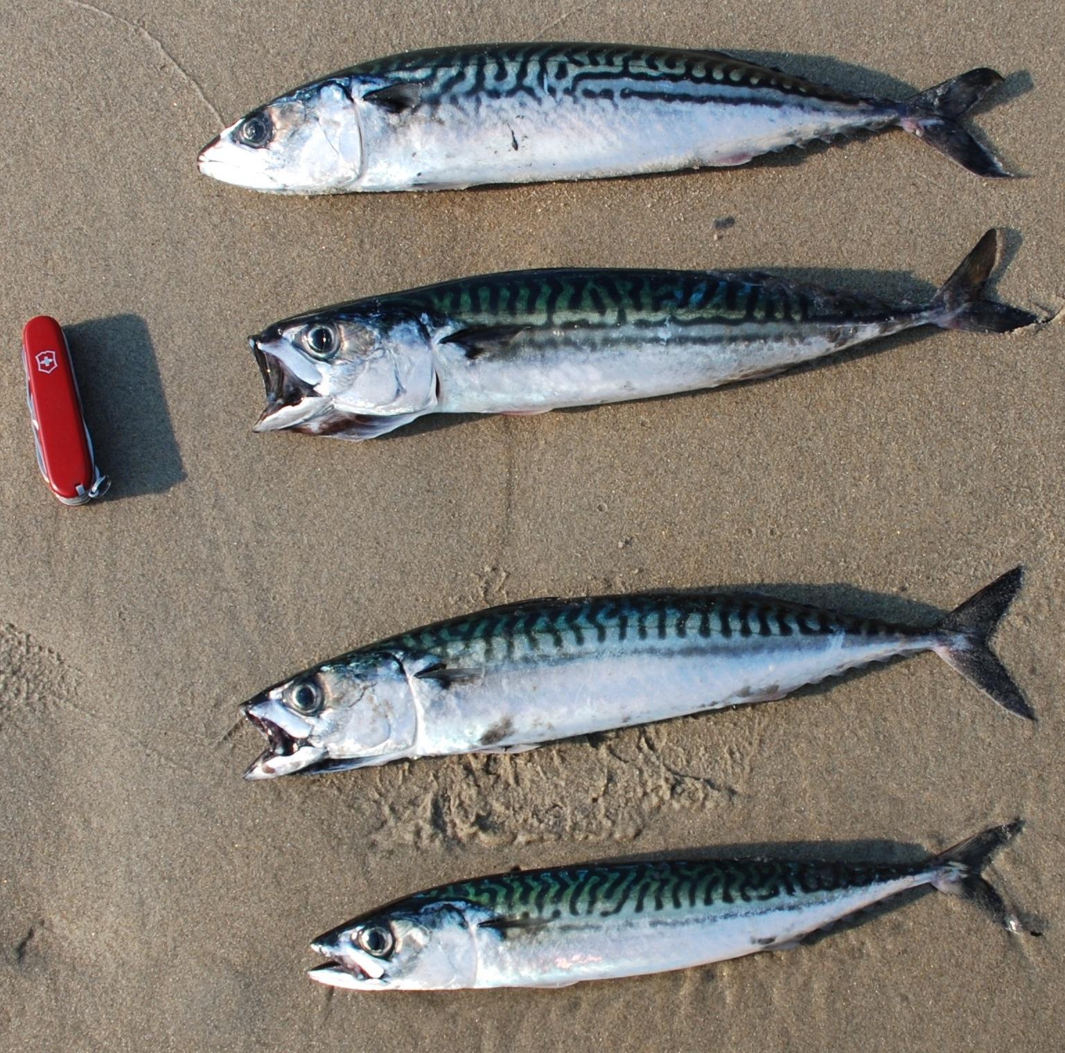 Fish of the week: Atlantic Mackerel