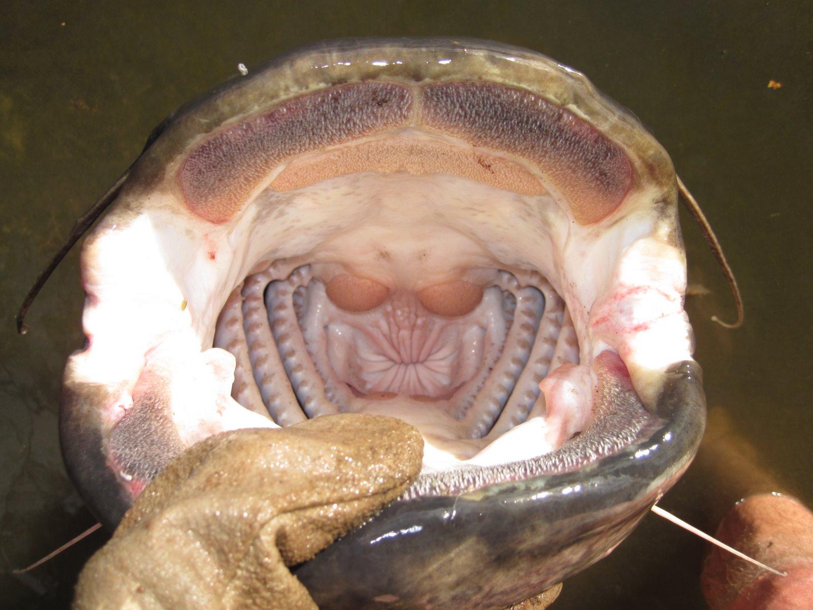 Wels catfish monitoring