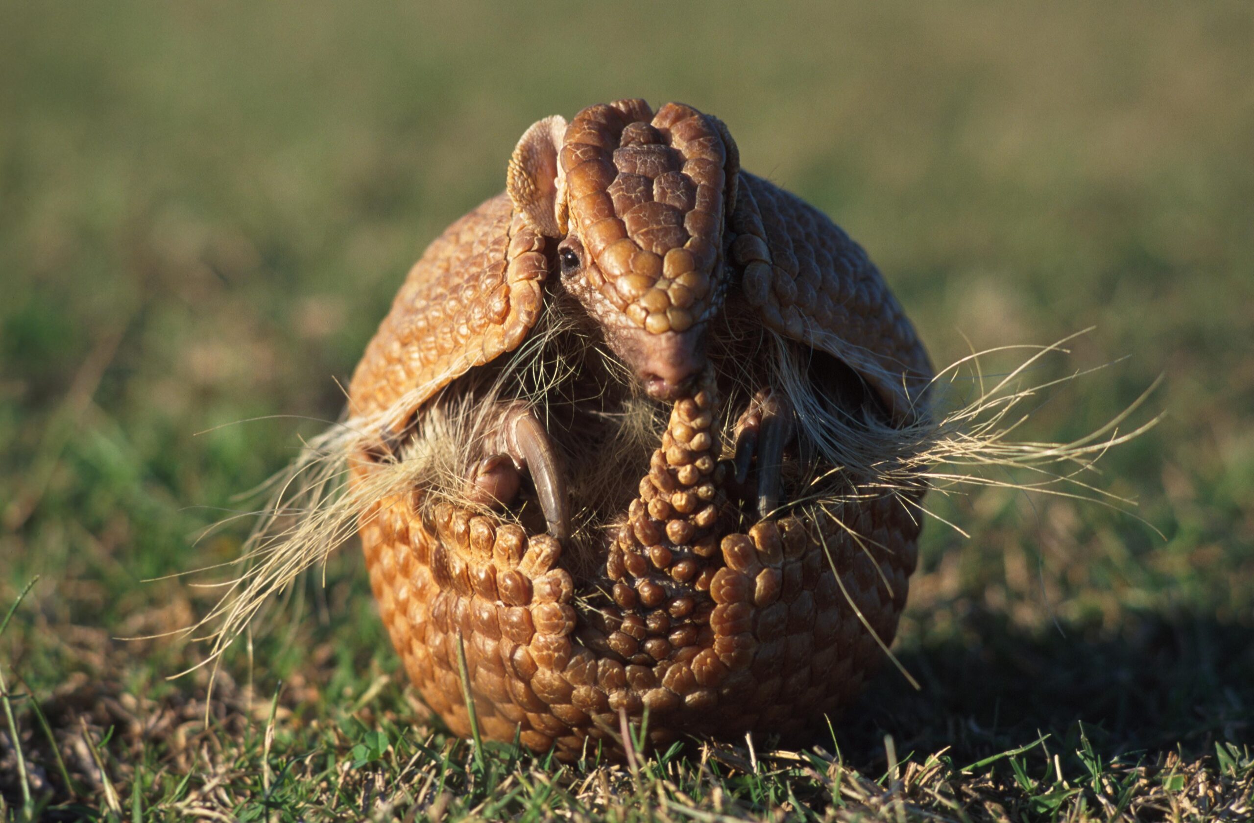 Armadillo HD Wallpapers