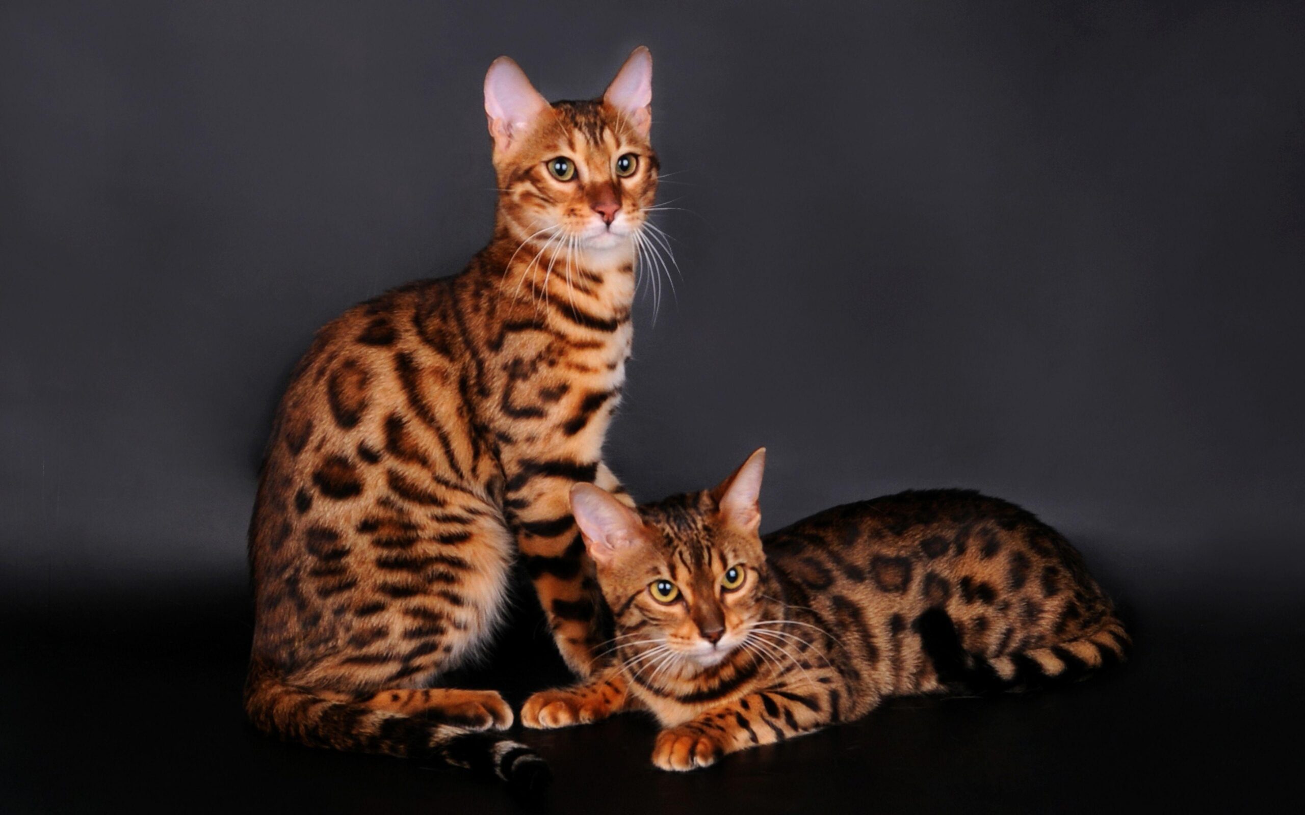 6 Bengal Cat HD Wallpapers