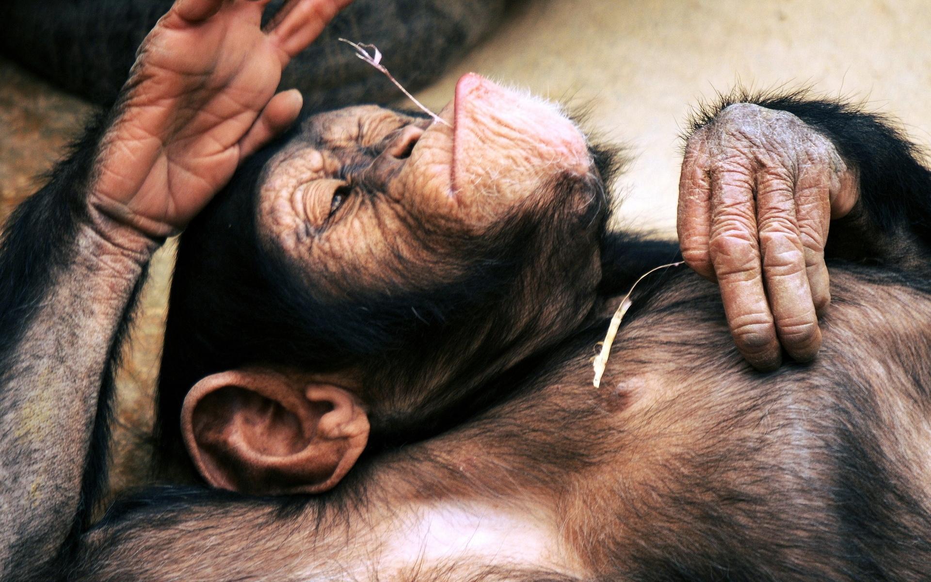 Chimpanzee HD Wallpapers