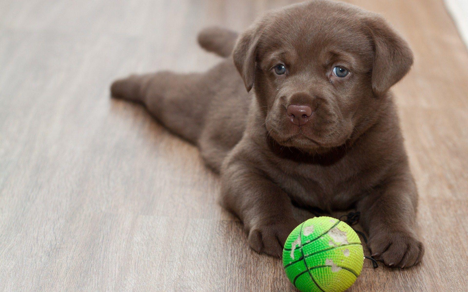 labrador retriever playing ball wide hd wallpapers