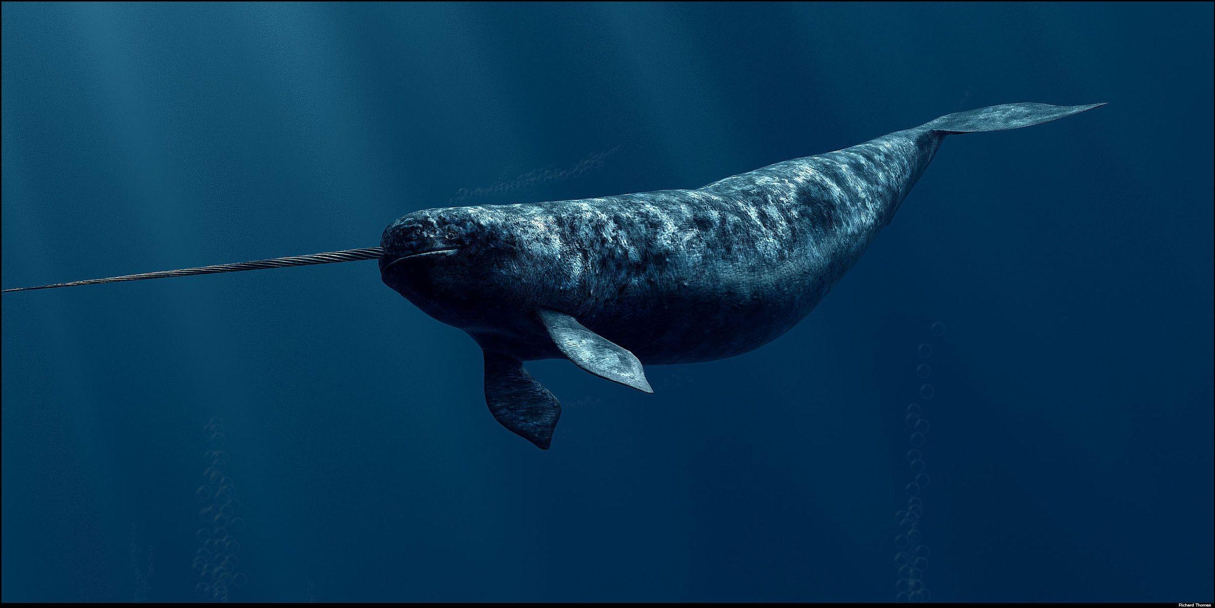 Narwhal Wallpapers