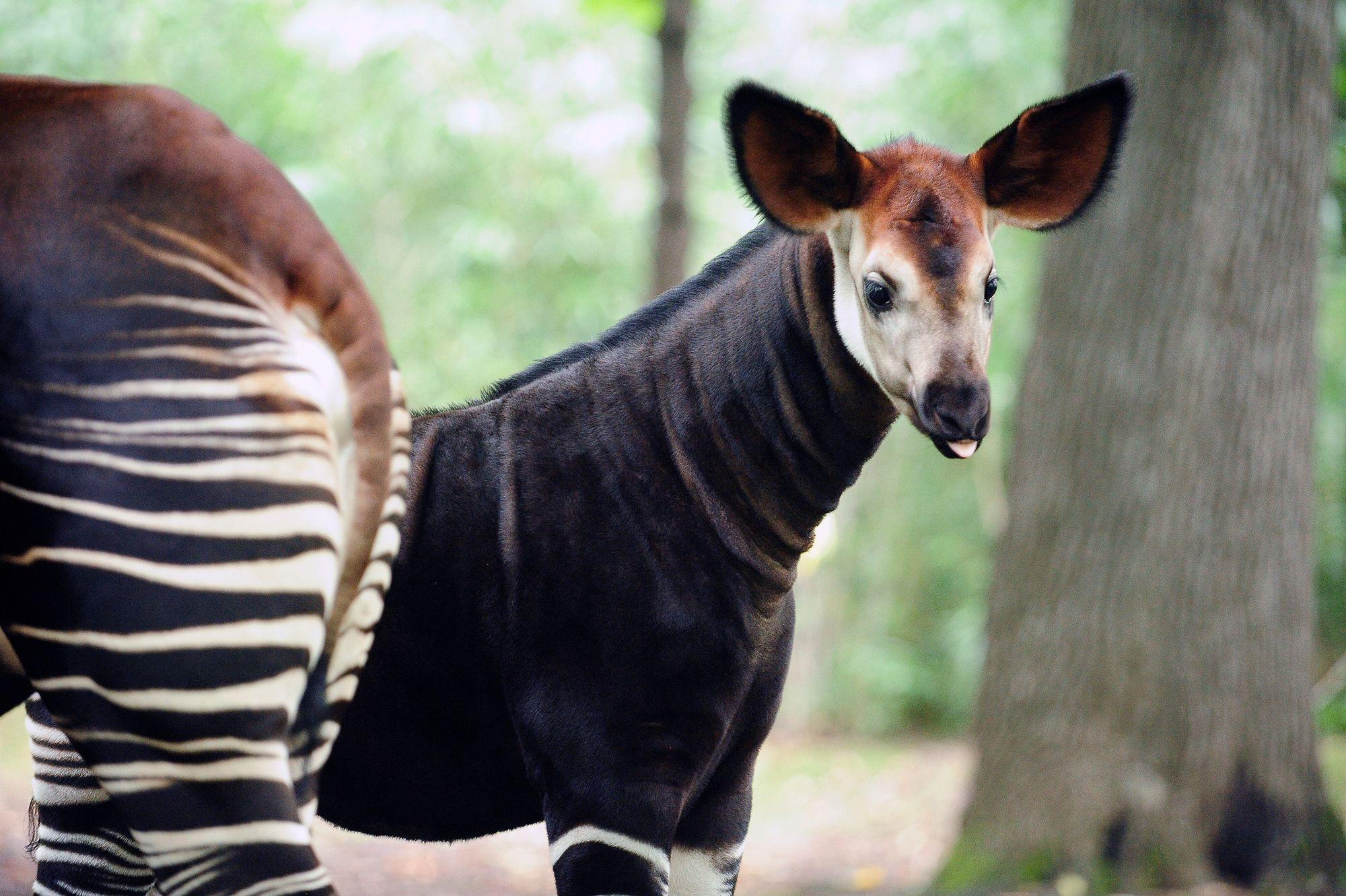 Okapi Wallpapers High Quality