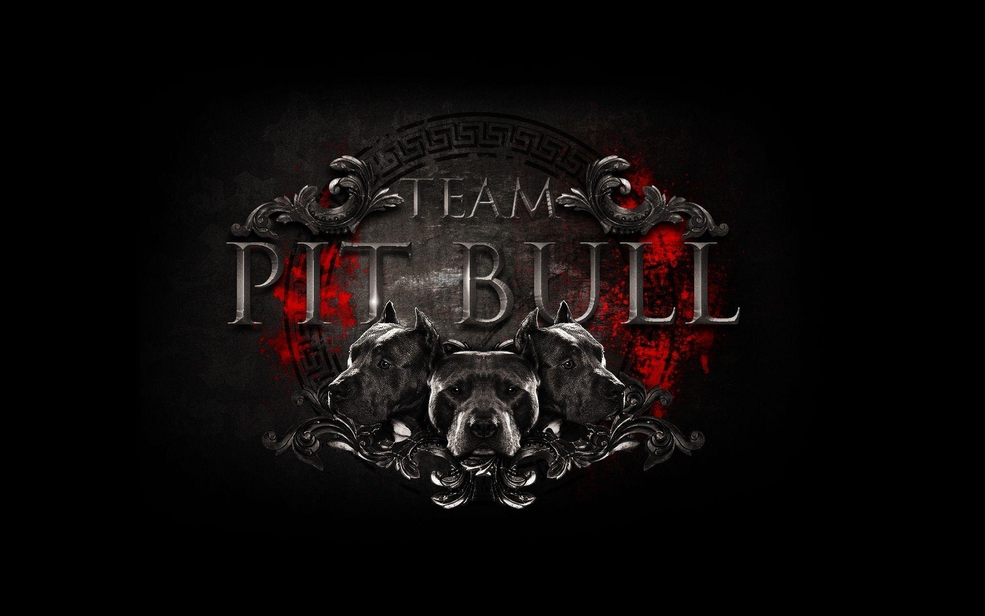 Image For > Pit Bulls Wallpapers