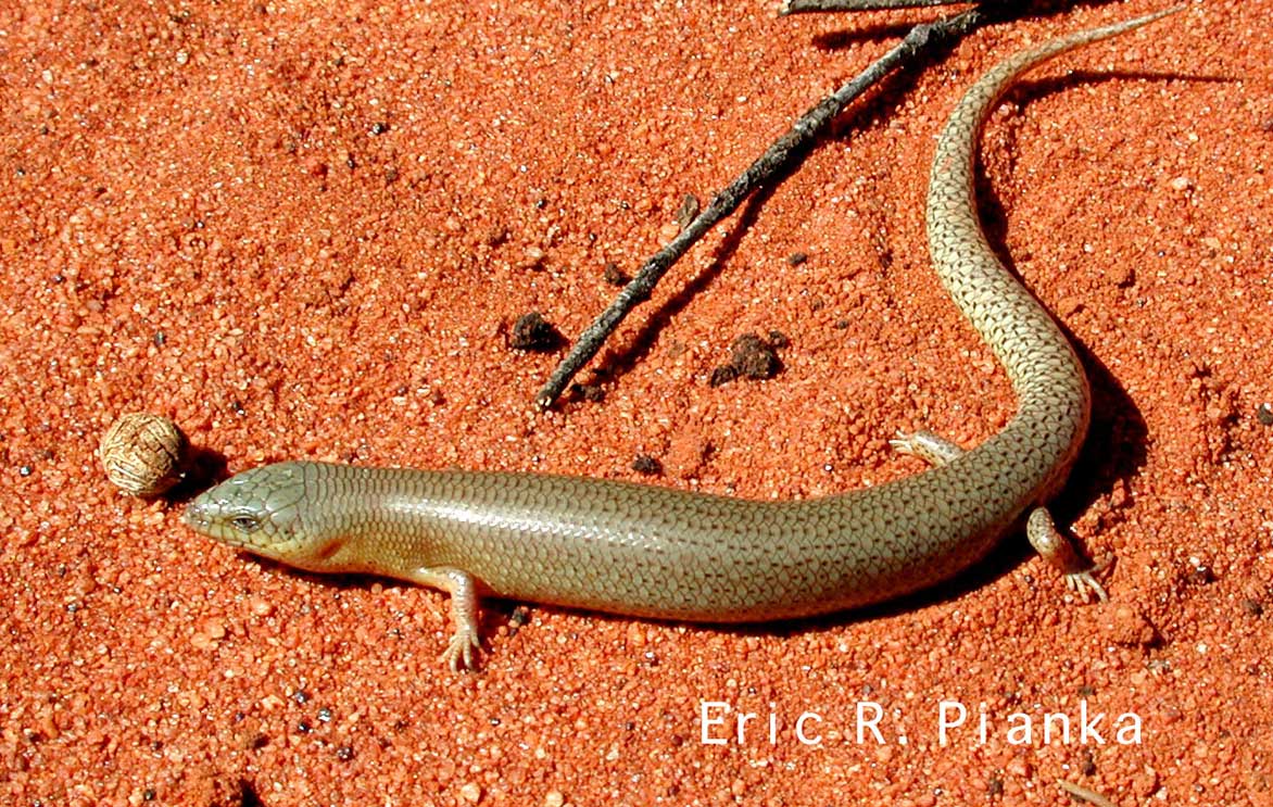 Fun Facts about Blue Tongue Skinks