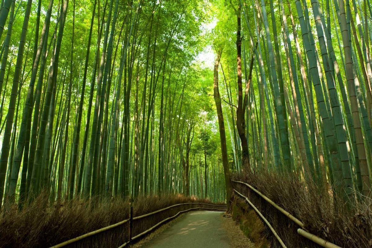 Arashiyama Wallpapers