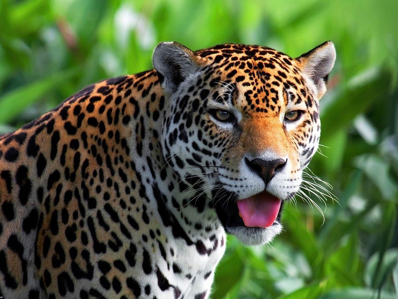 Jaguar