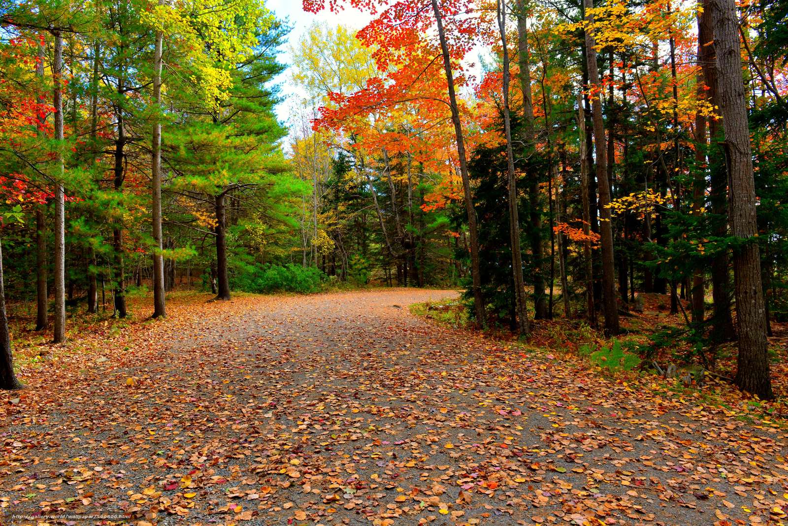 Download wallpapers Acadia National Park, autumn, road, trees free