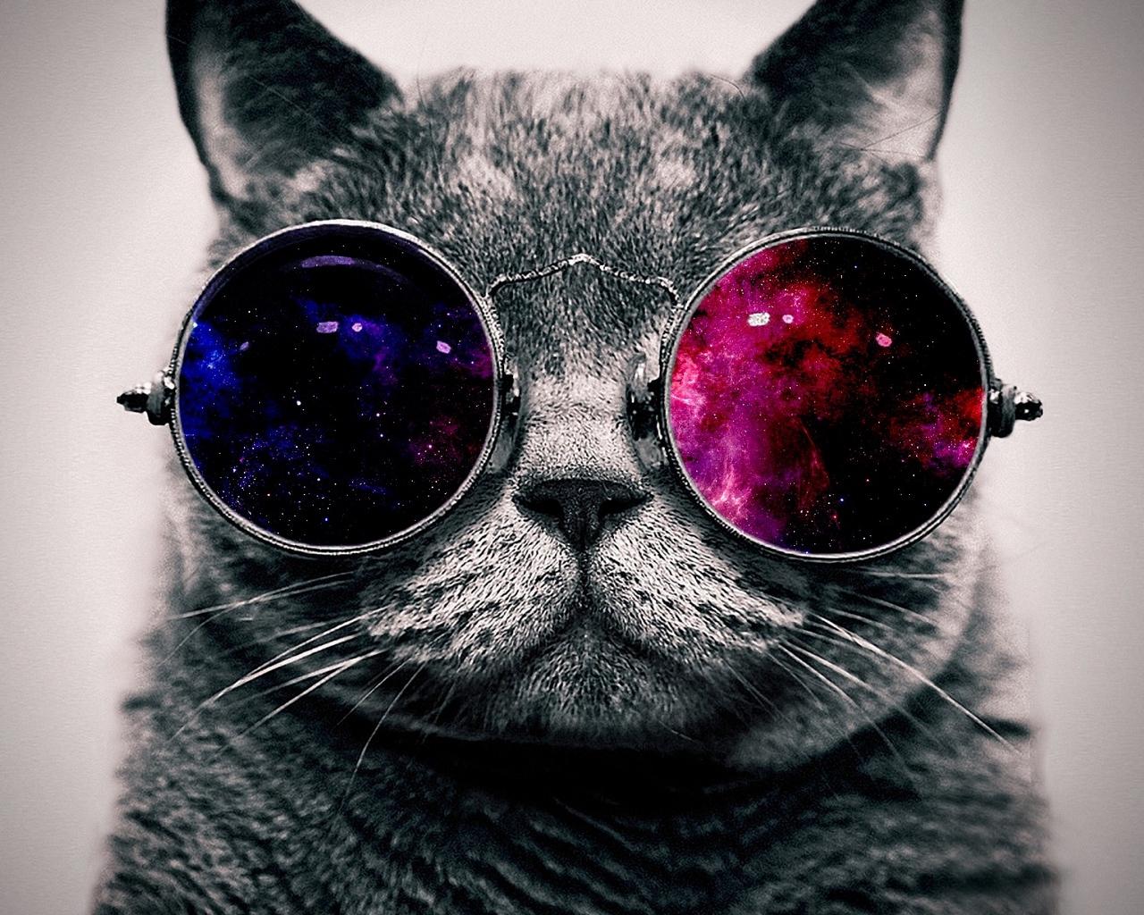 Download wallpapers cat, face, glasses, thick standard 5:4