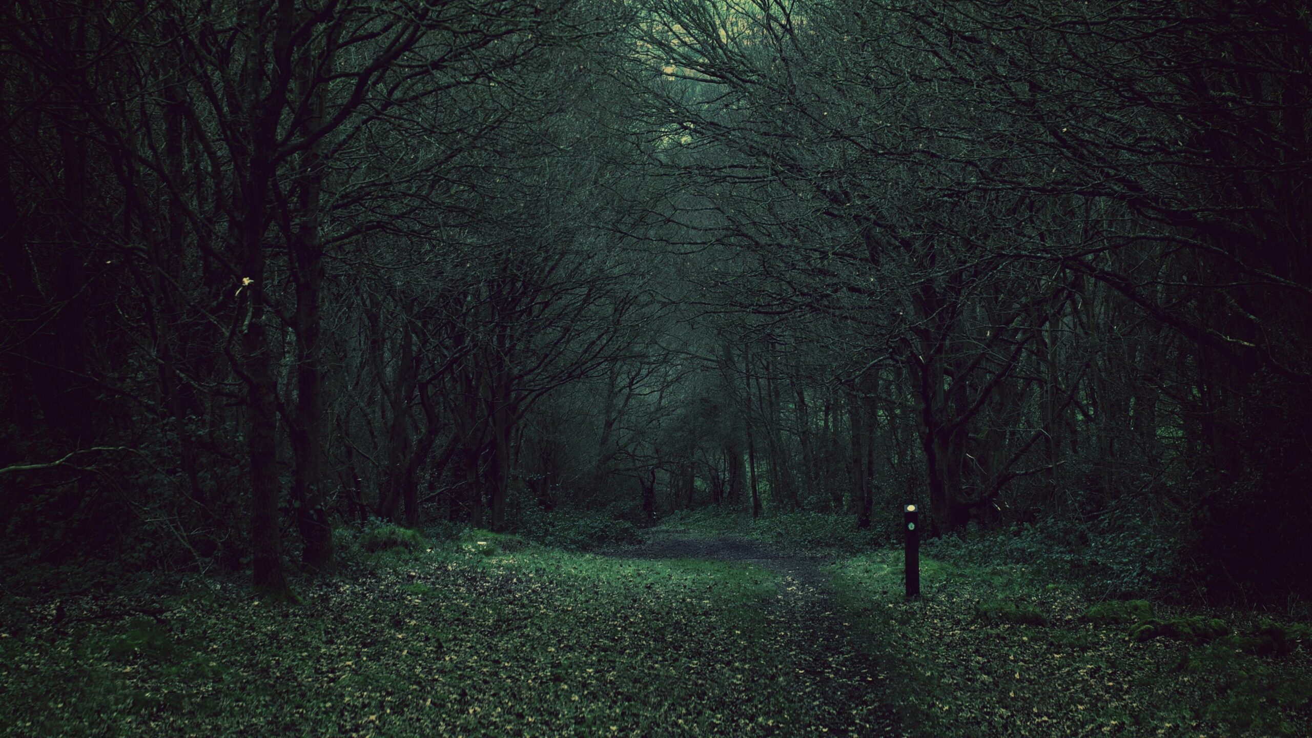 Dark Forest. [] : wallpapers