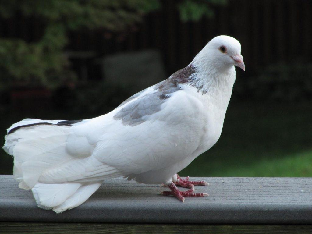 Beautiful White Pigeons Wallpapers HD