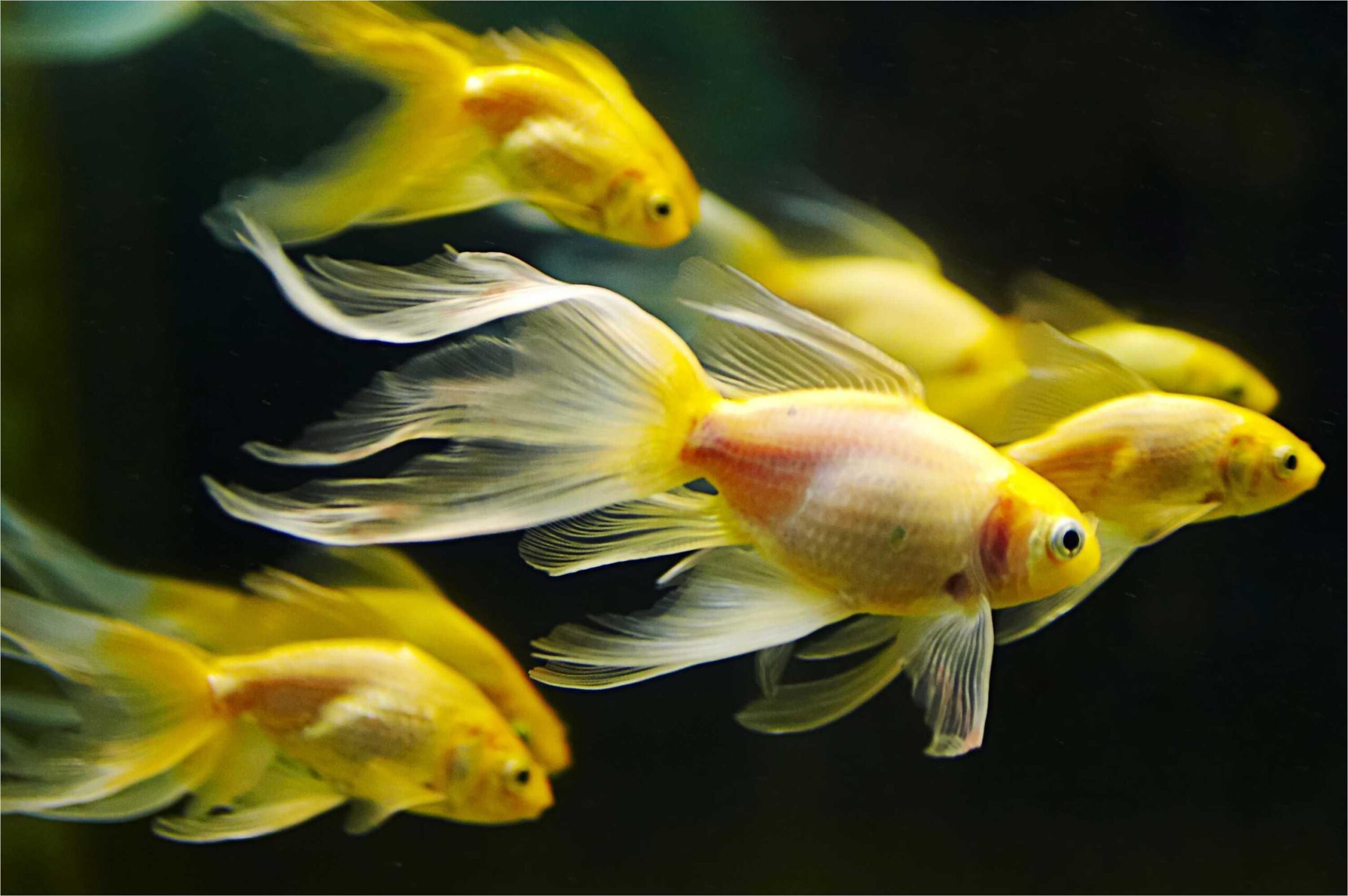 58+ Gold Fish Wallpapers