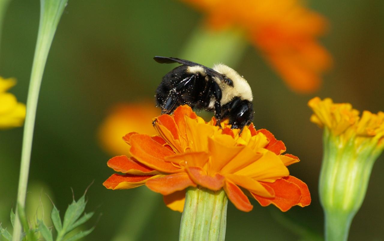 Marigold Bumblebee wallpapers