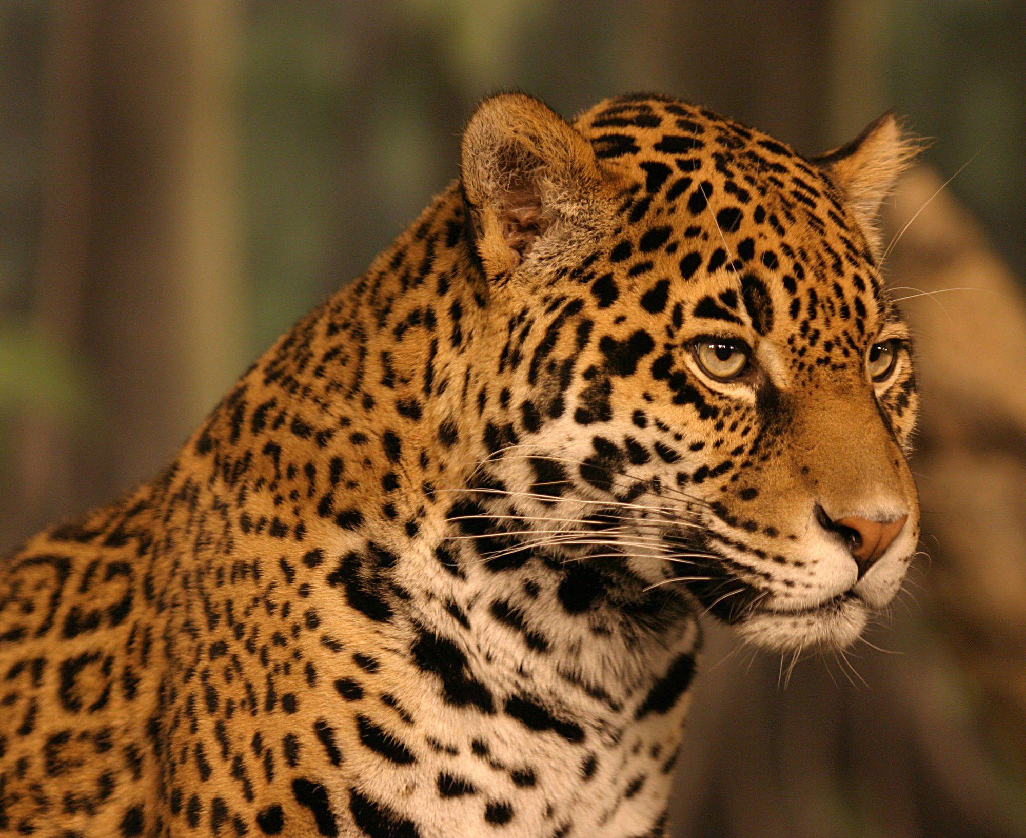 Jaguar Wallpapers HD