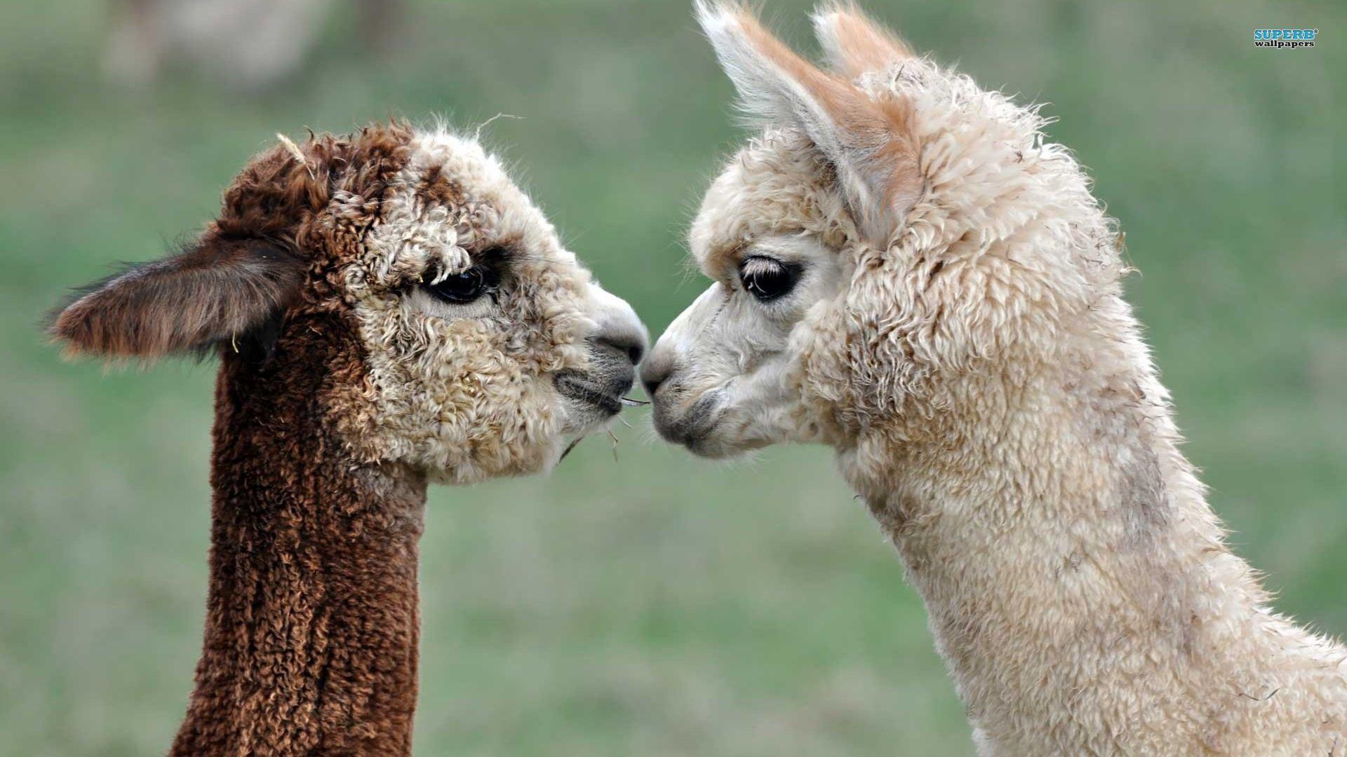 55+ Llama Meme Wallpapers